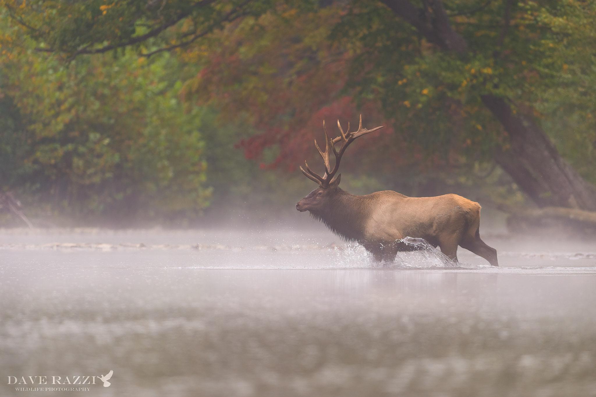 249 best Bull Elk images on Pholder Hunting, Wildlifephotography and