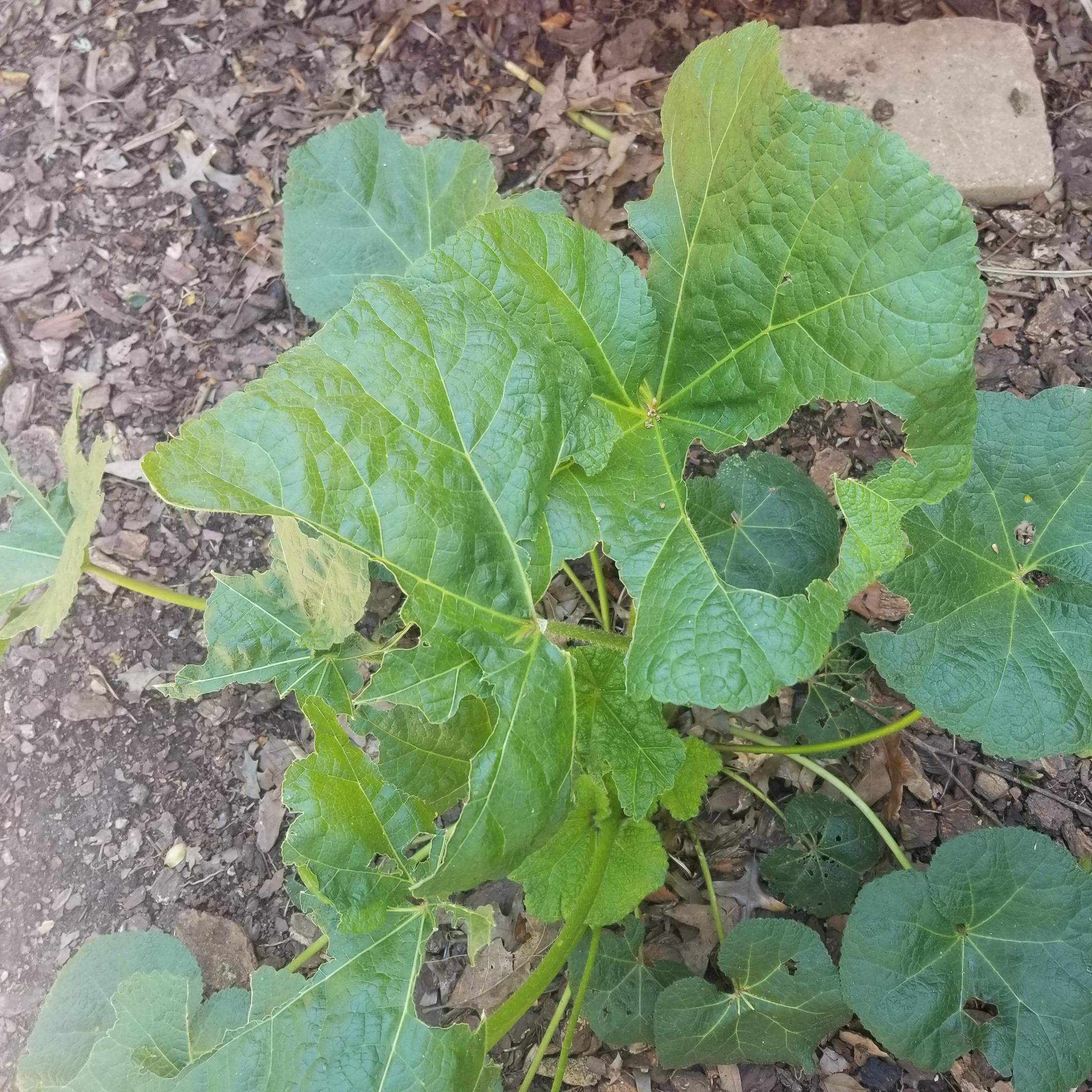 What's eating my hollyhock? I have three plants and only one is being