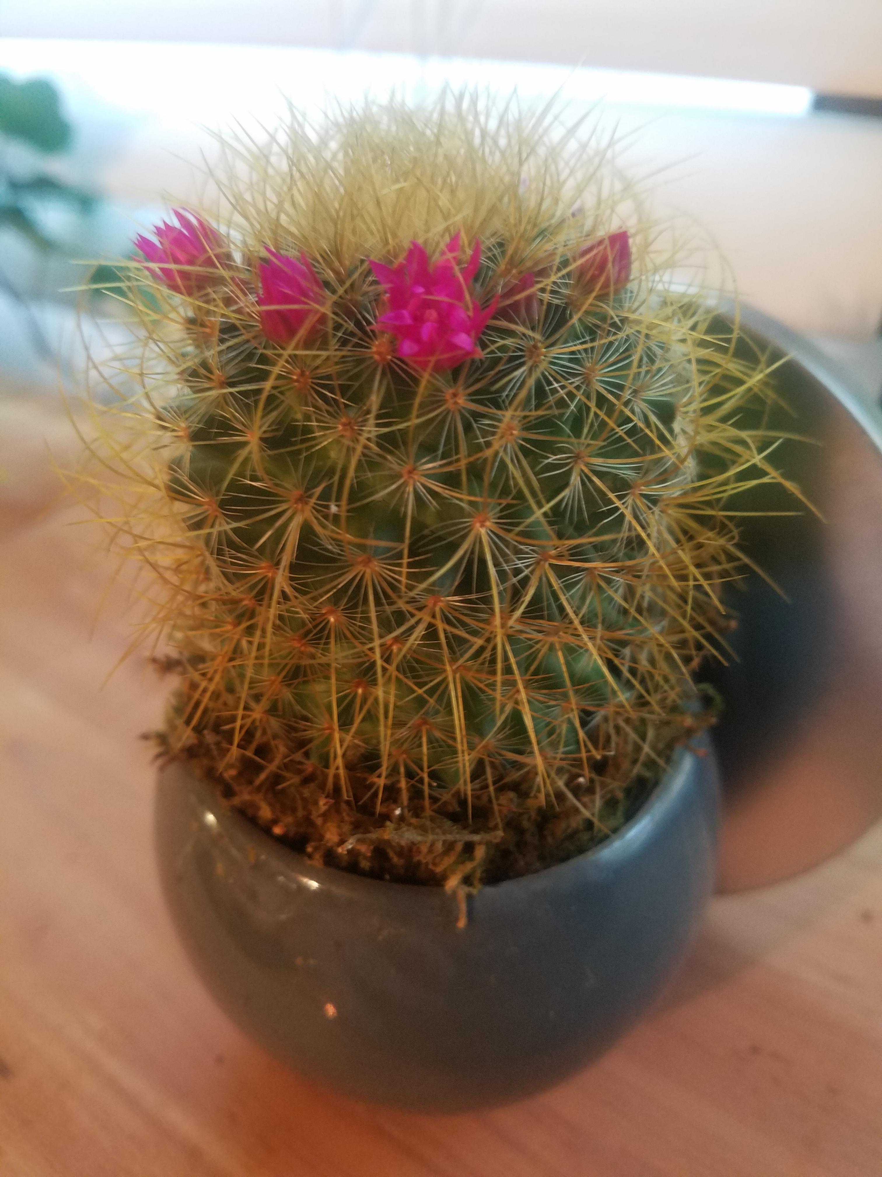 I always thought the little paper like flowers were fake and glued on