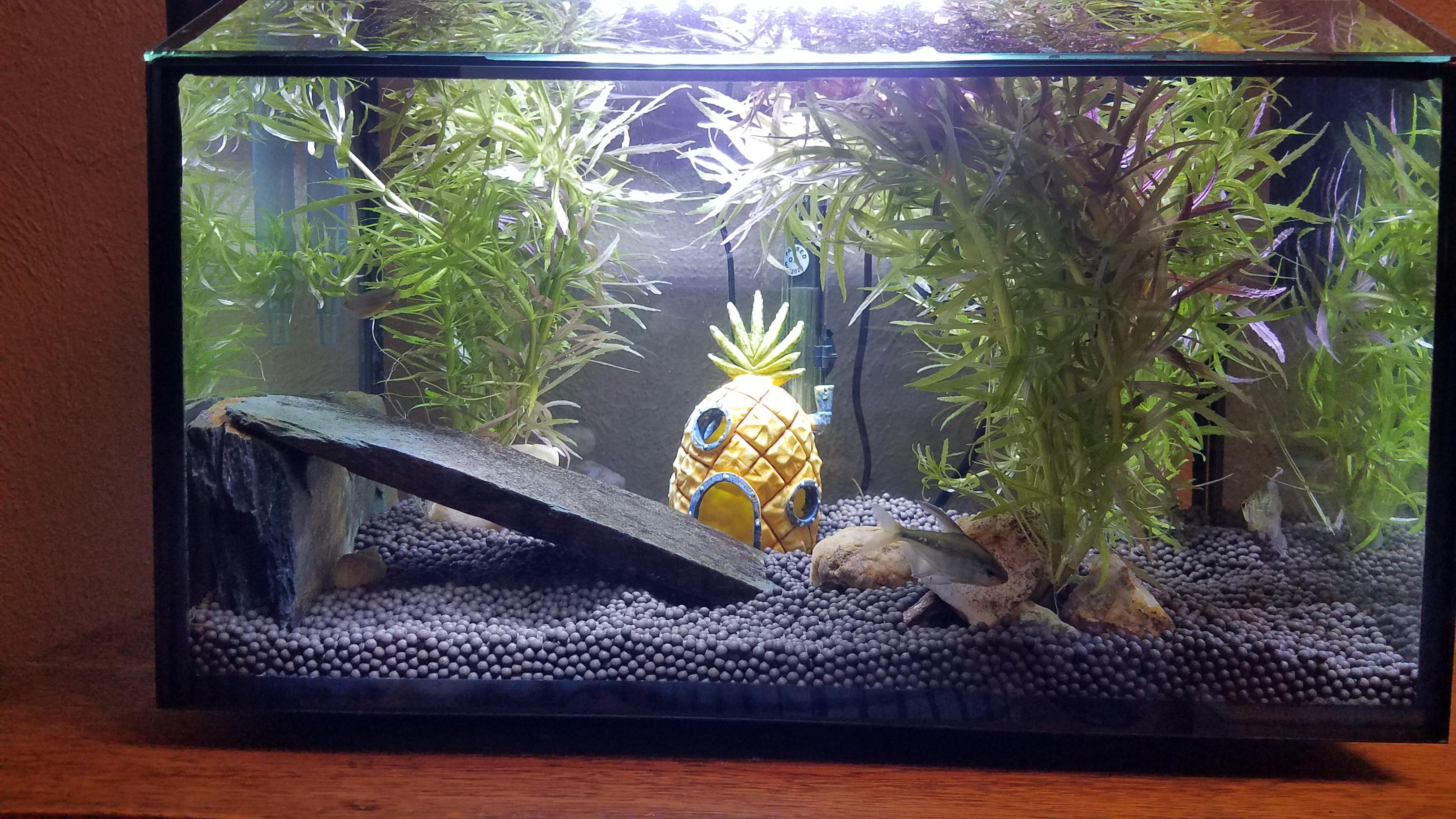 First real tank, diamond tetras. I've learned so much and finally can