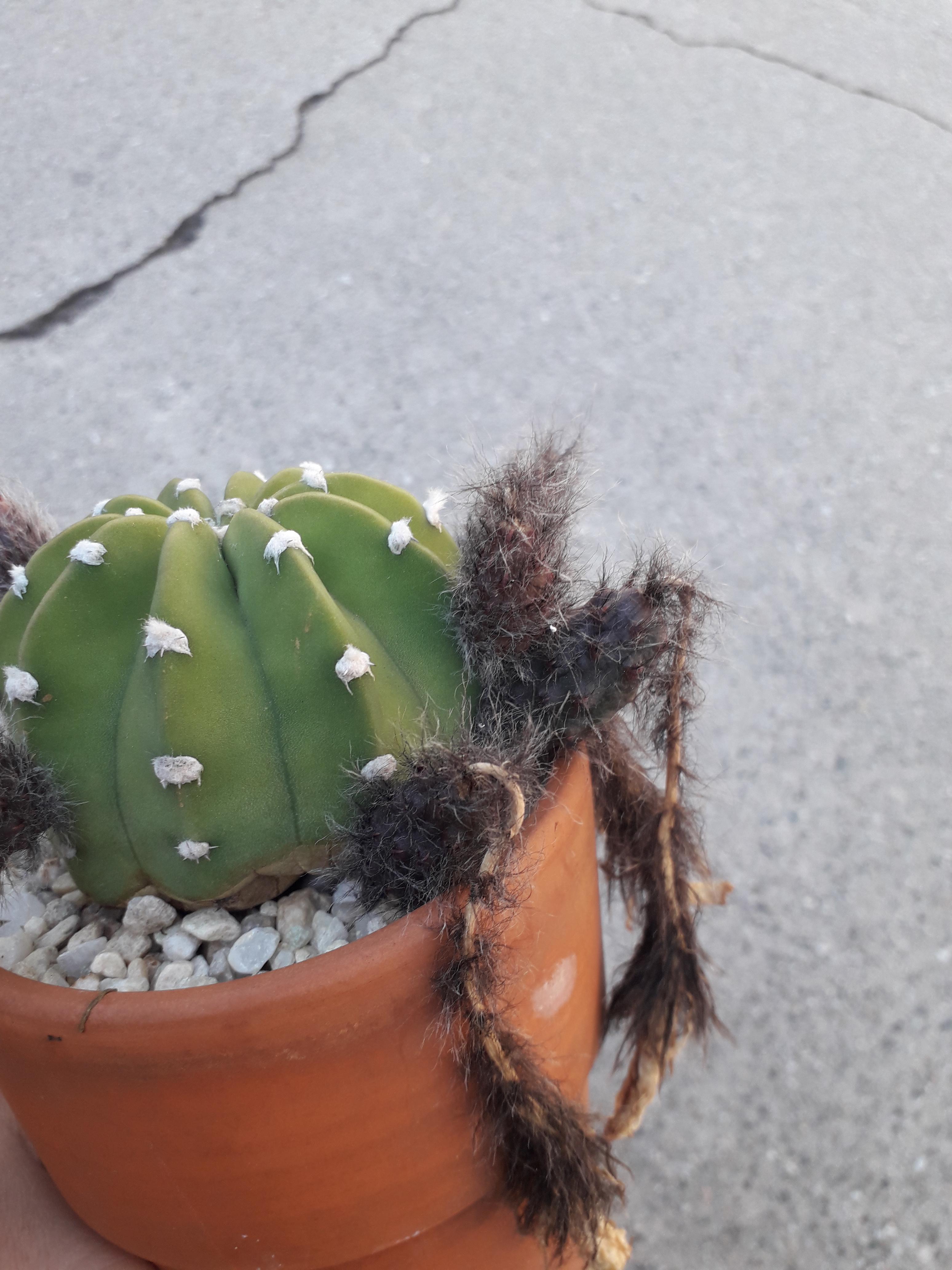 Christmas Cactus Seed Pod How do I harvest the seeds on my domino cactus? There are 6 seed pods