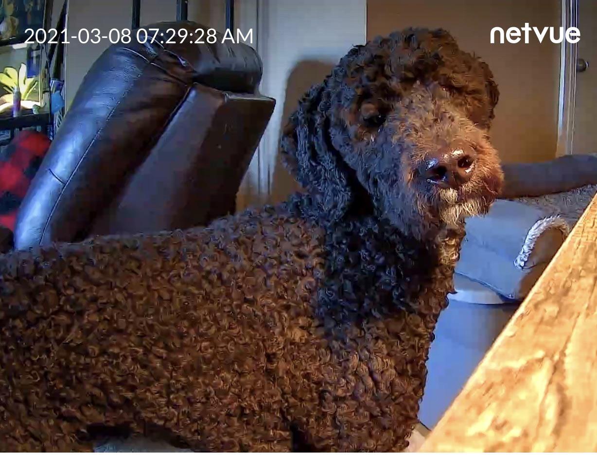 Set up a camera to watch my dog while at work. He found it. Now he