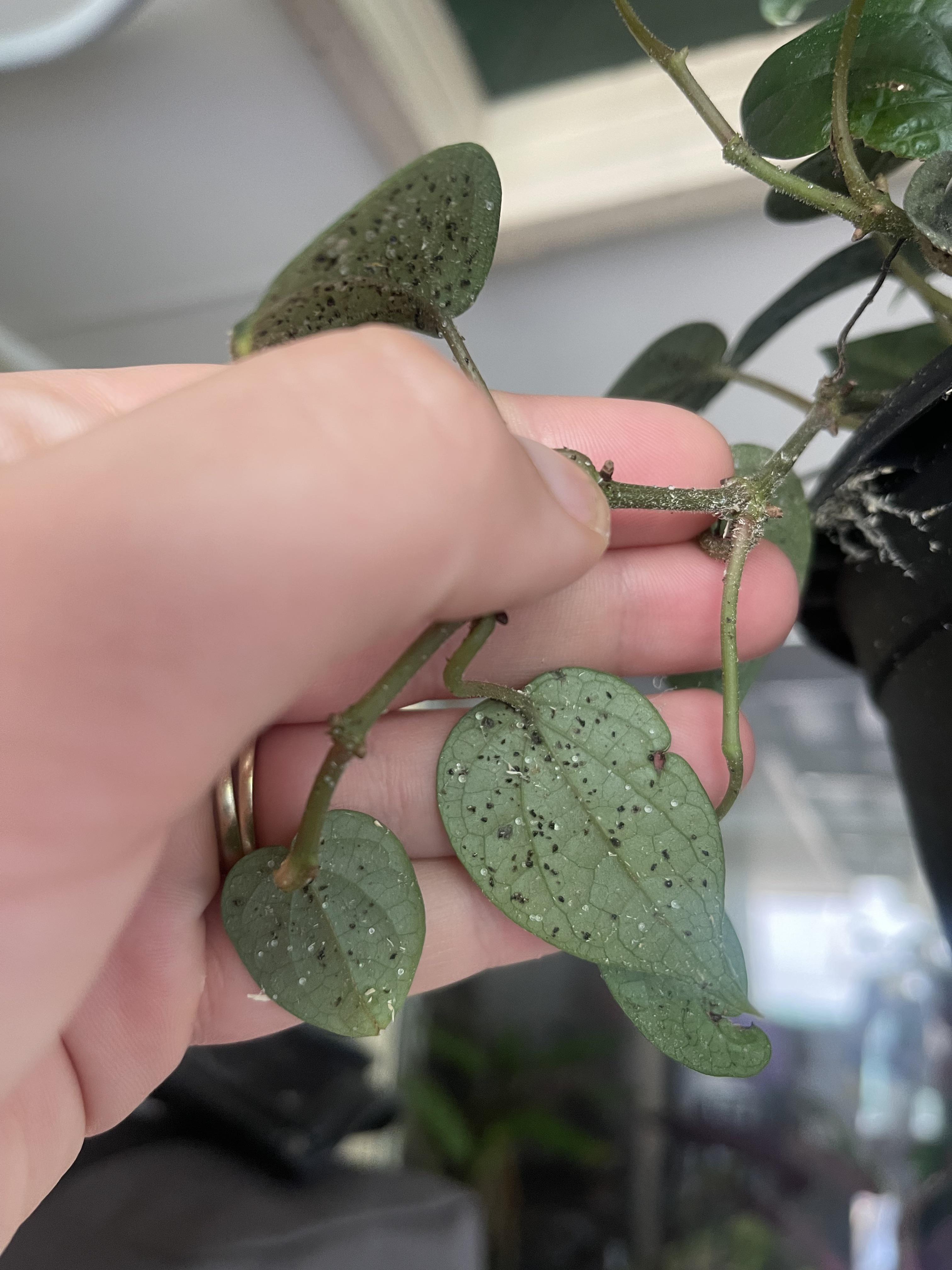 I got this plant from Bunnings last weekend, didn’t take a close look