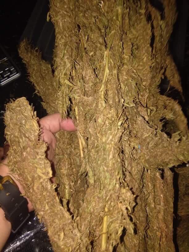 Landrace Sativa from the Philippines r/trees