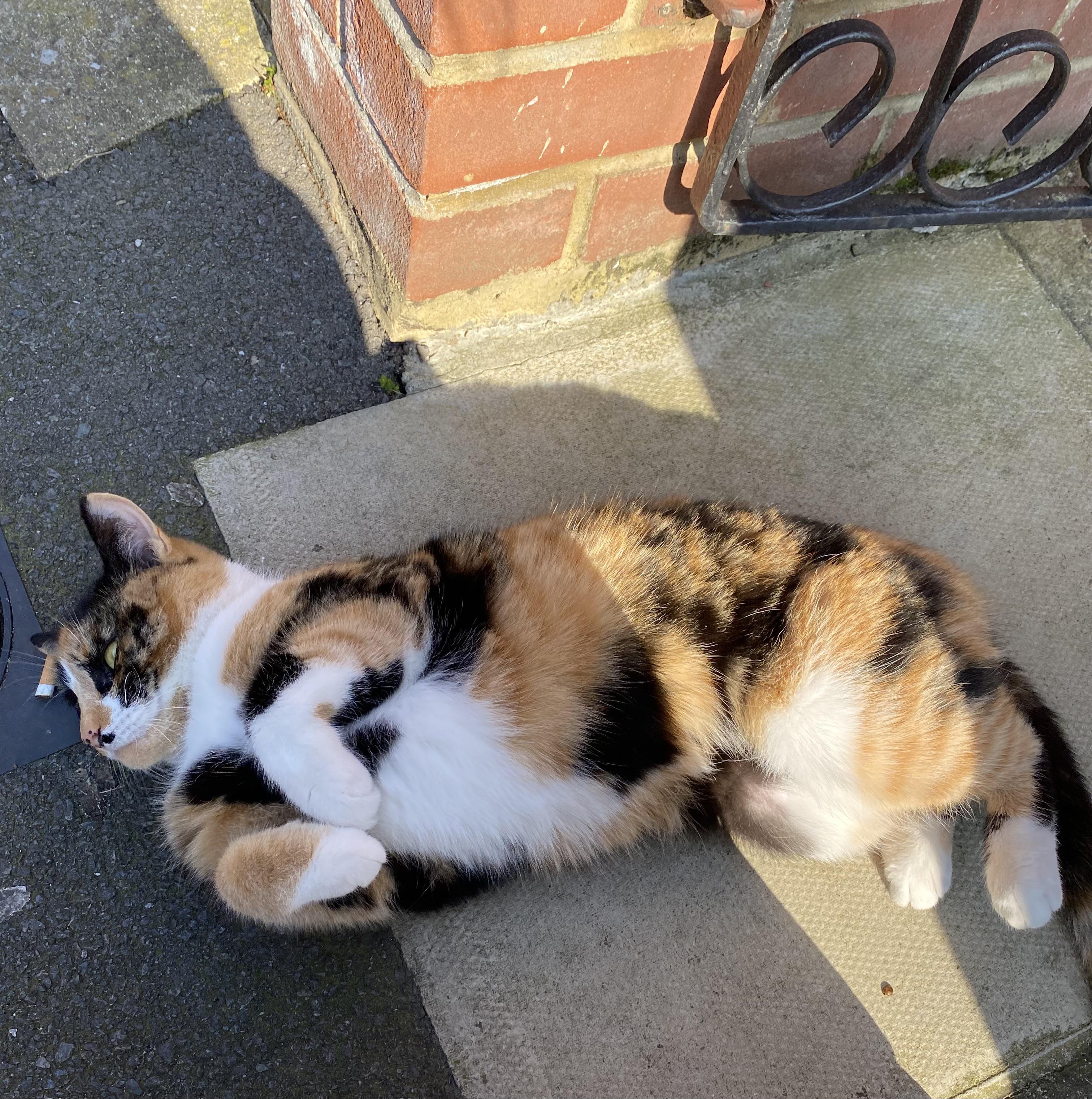 Not my calico cat showing me her tummy and curly arms notmycat