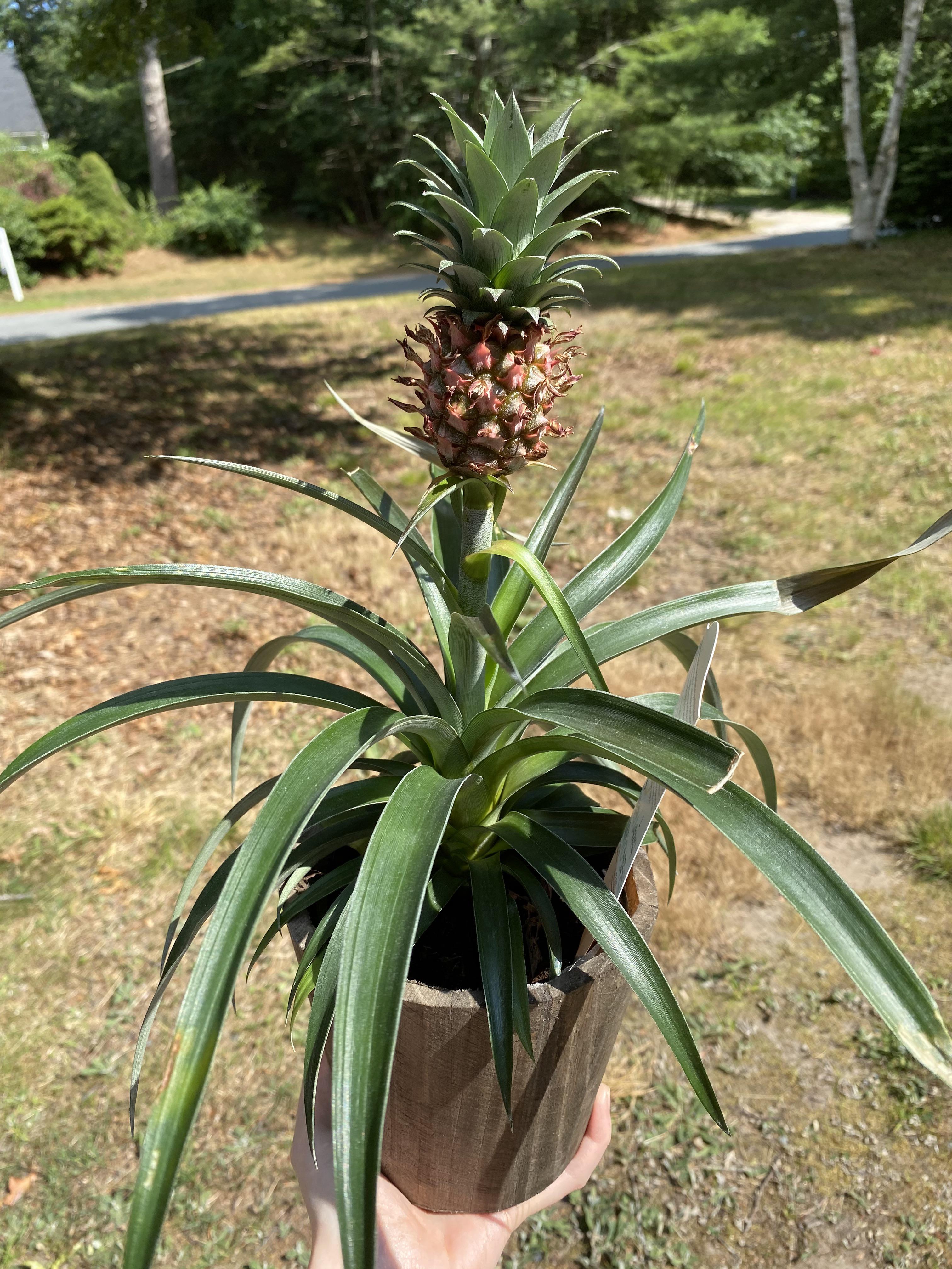 Are Pineapple Leaves Toxic to Cats? Discover the Truth Now!