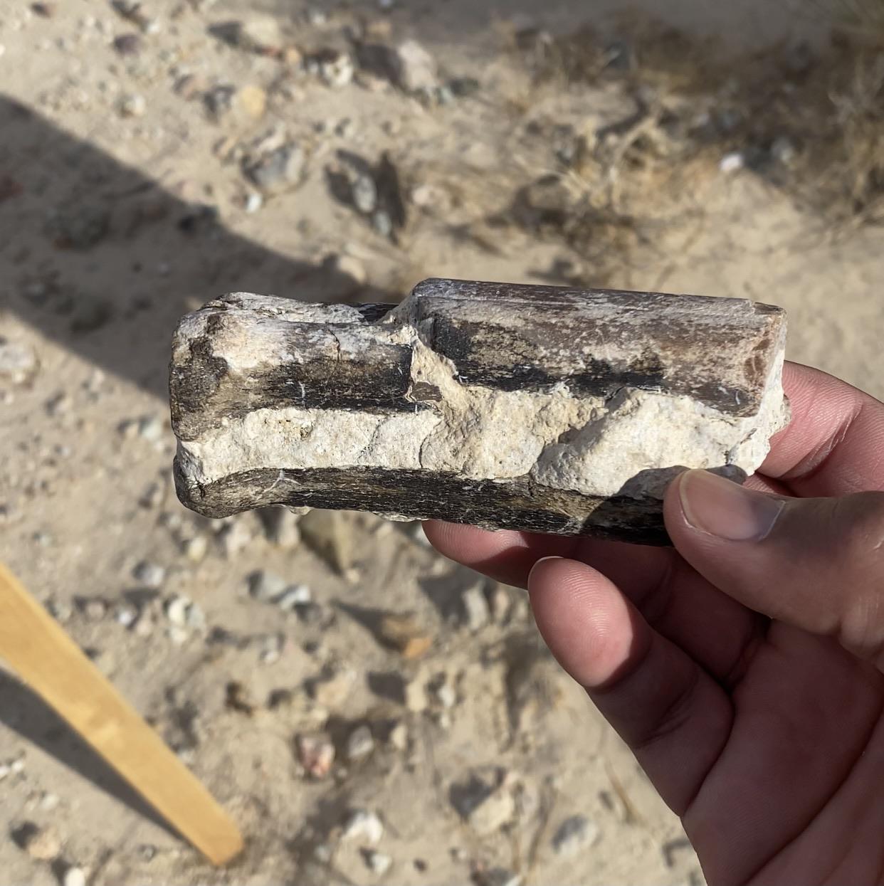 Found around Owl Canyon Campgrounds in Barstow California. r/fossilid