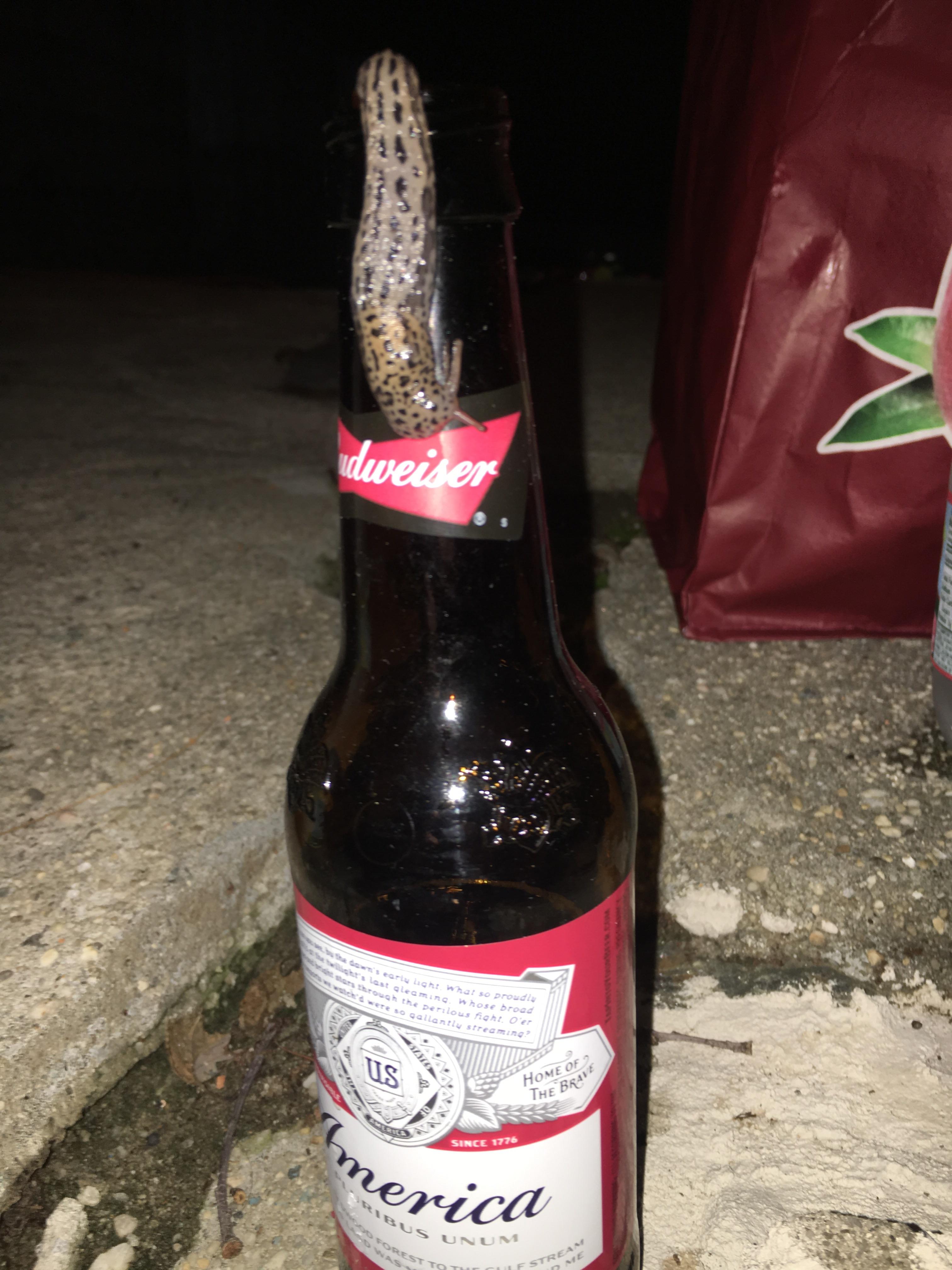 TIL That Beer Can Be Used As A Trap For Troublesome Slugs In The Garden
