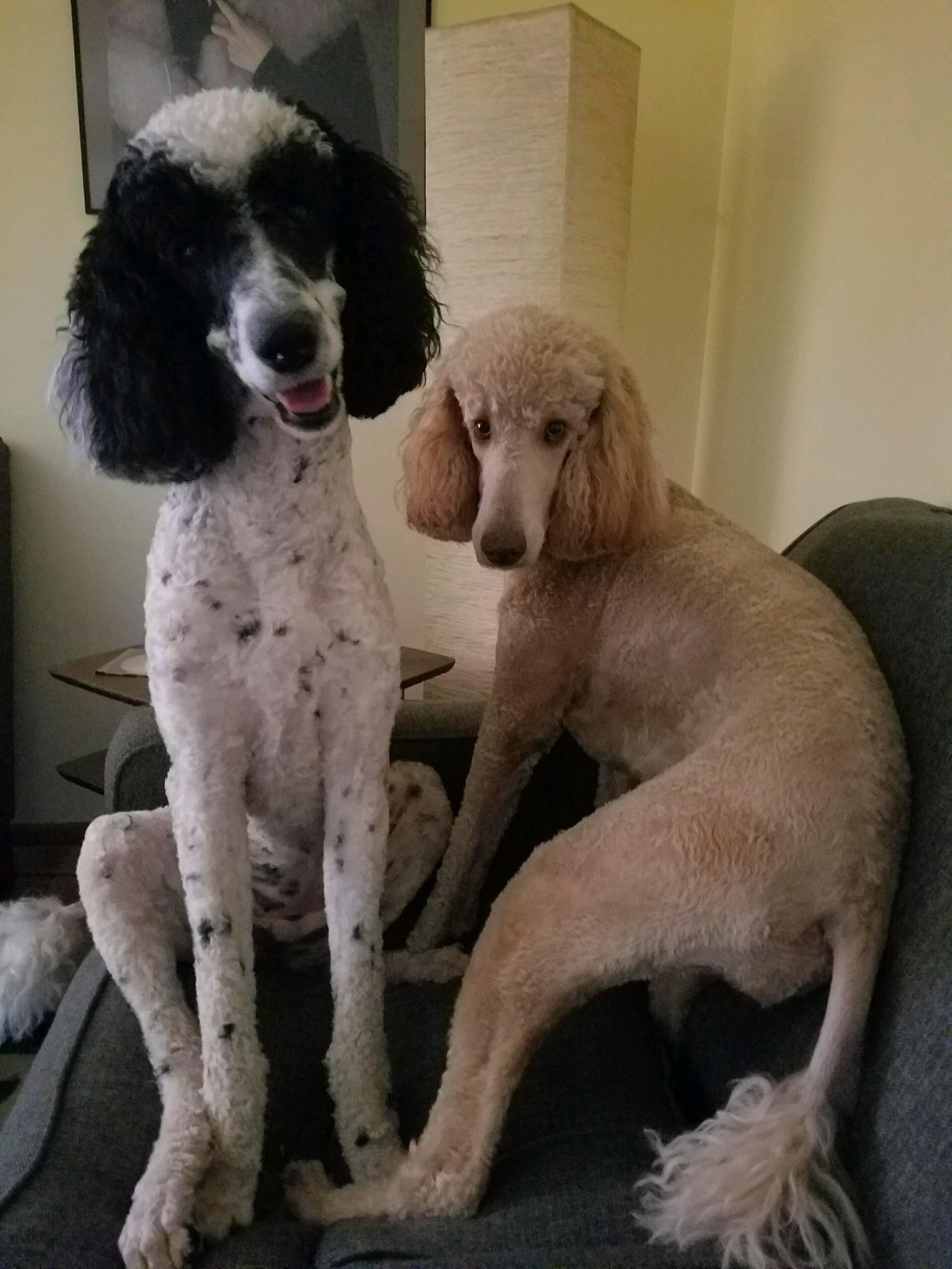 Harley and Penny (the poodle burrito sisters) r/poodles
