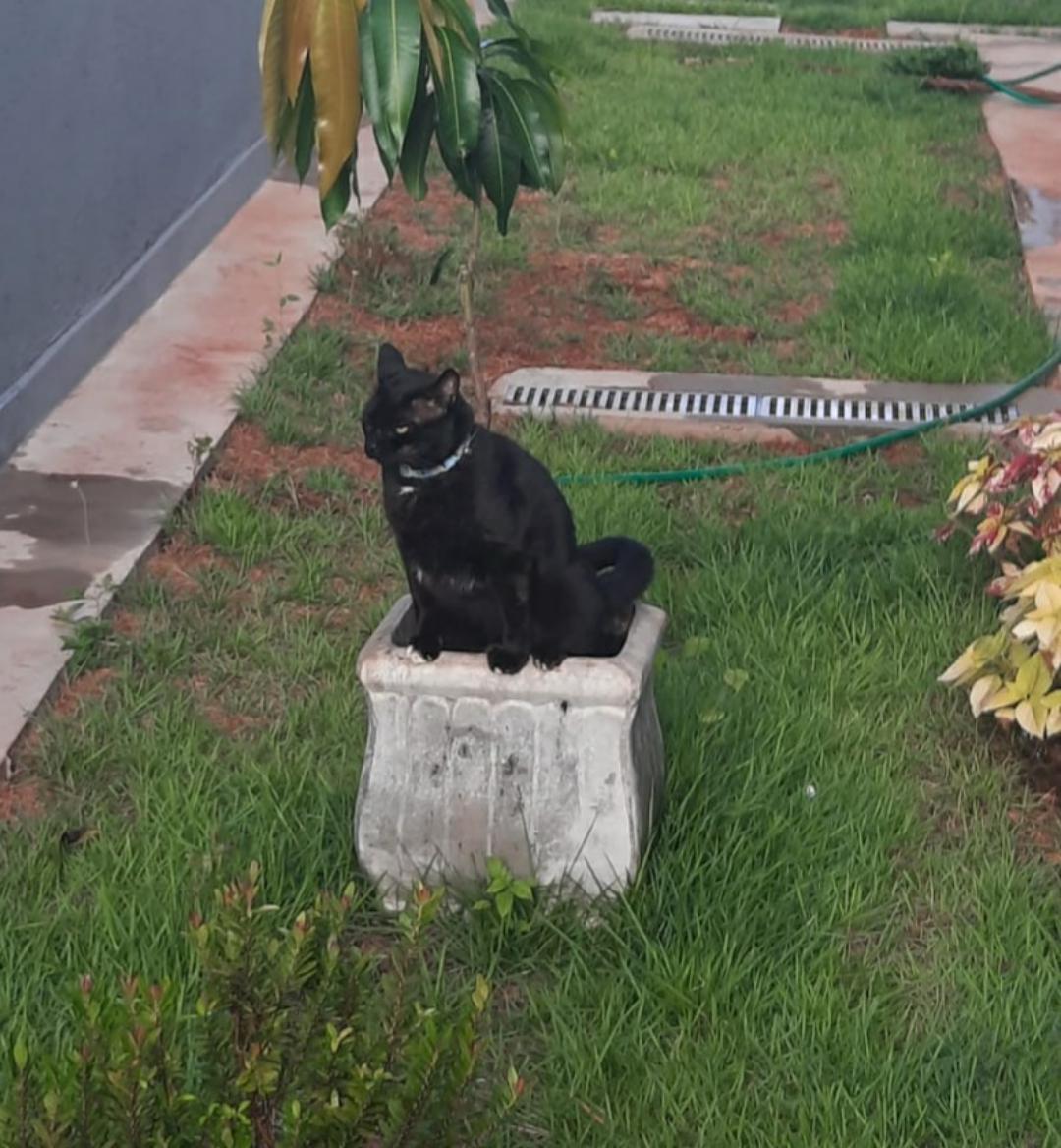 plants > litter box r/AnimalsBeingJerks