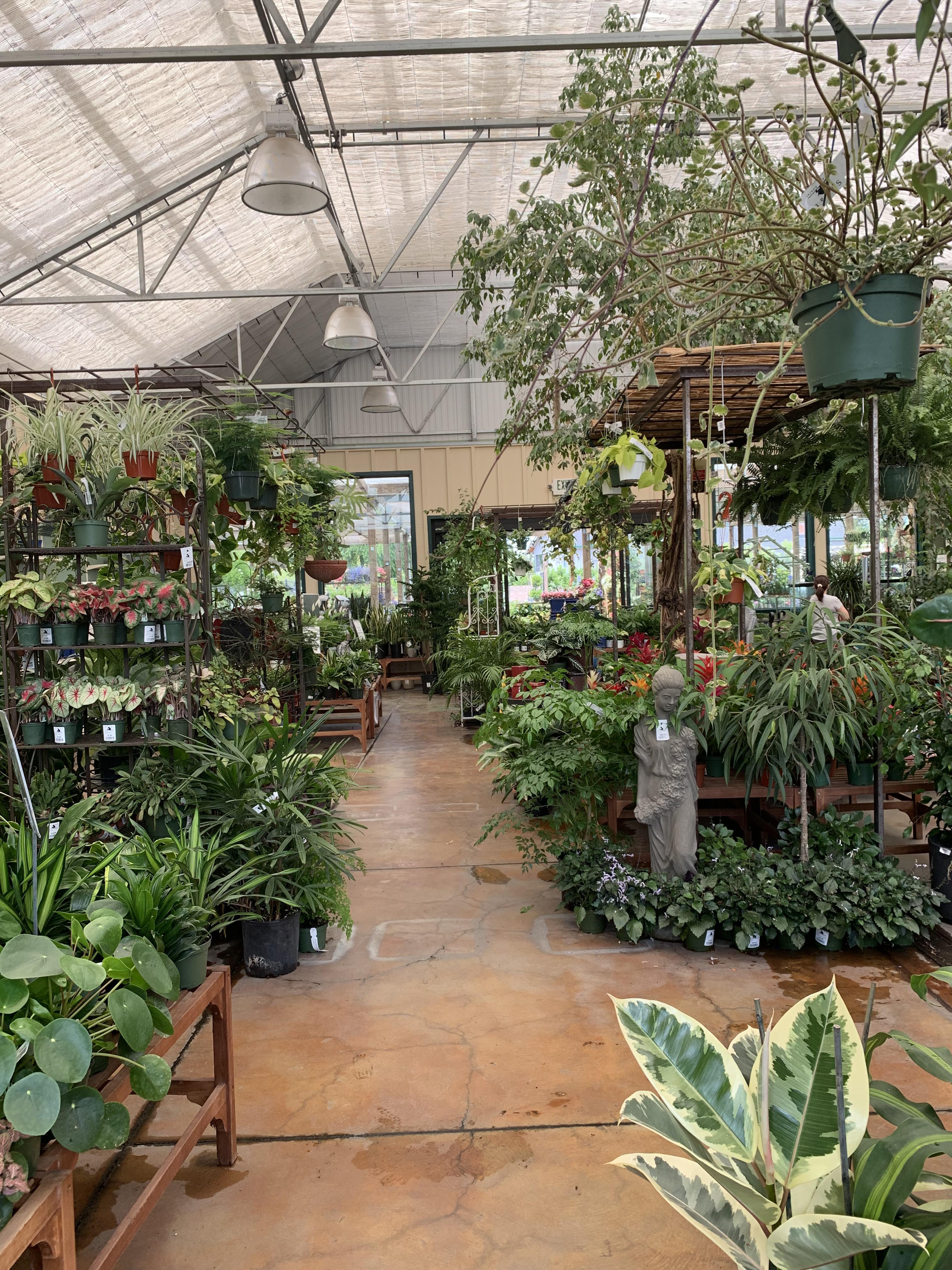 I love going to this nursery in Concord. See that pilea on the bottom