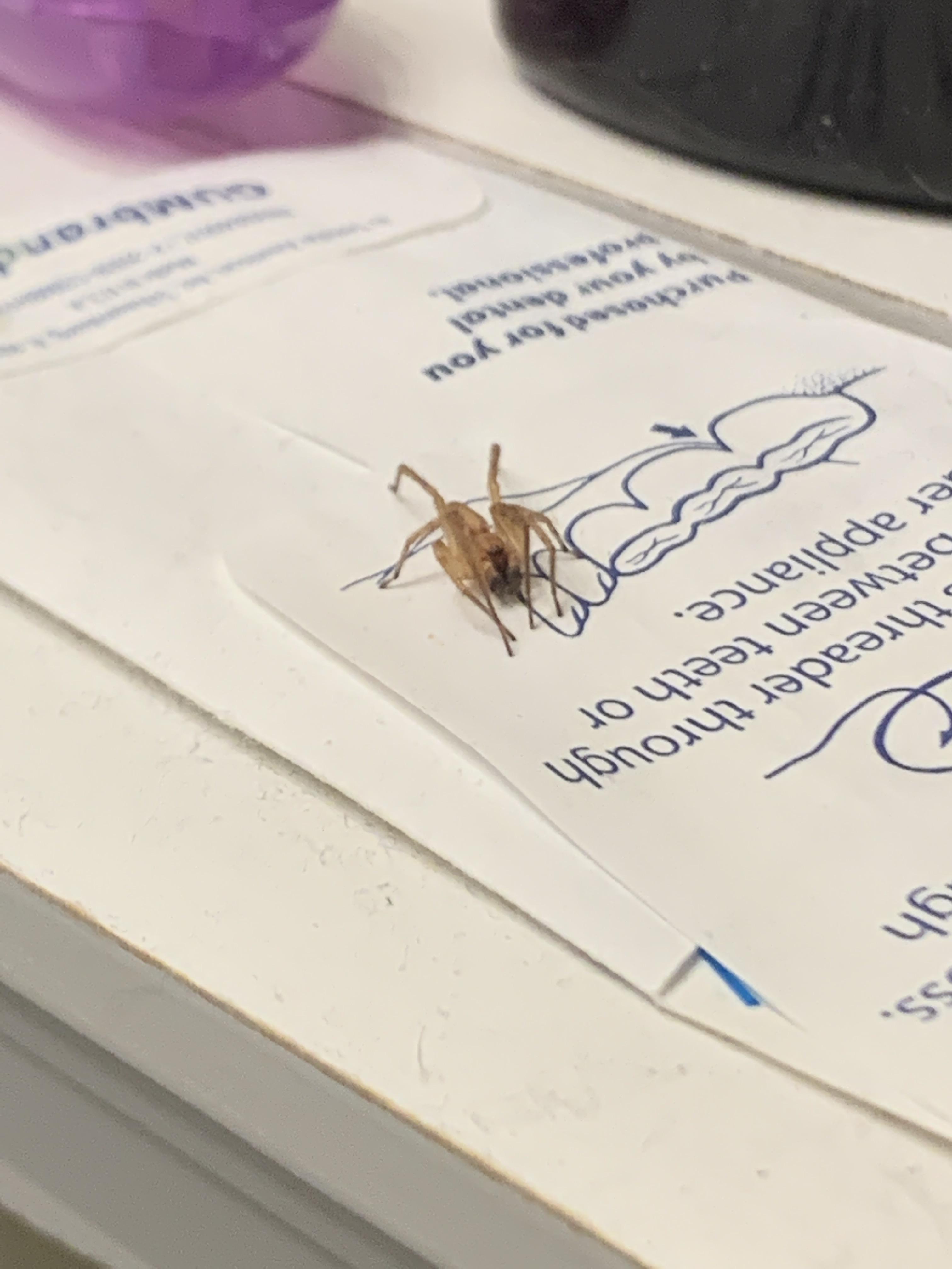 Can someone help me identify this spider? // I live in NC spiders