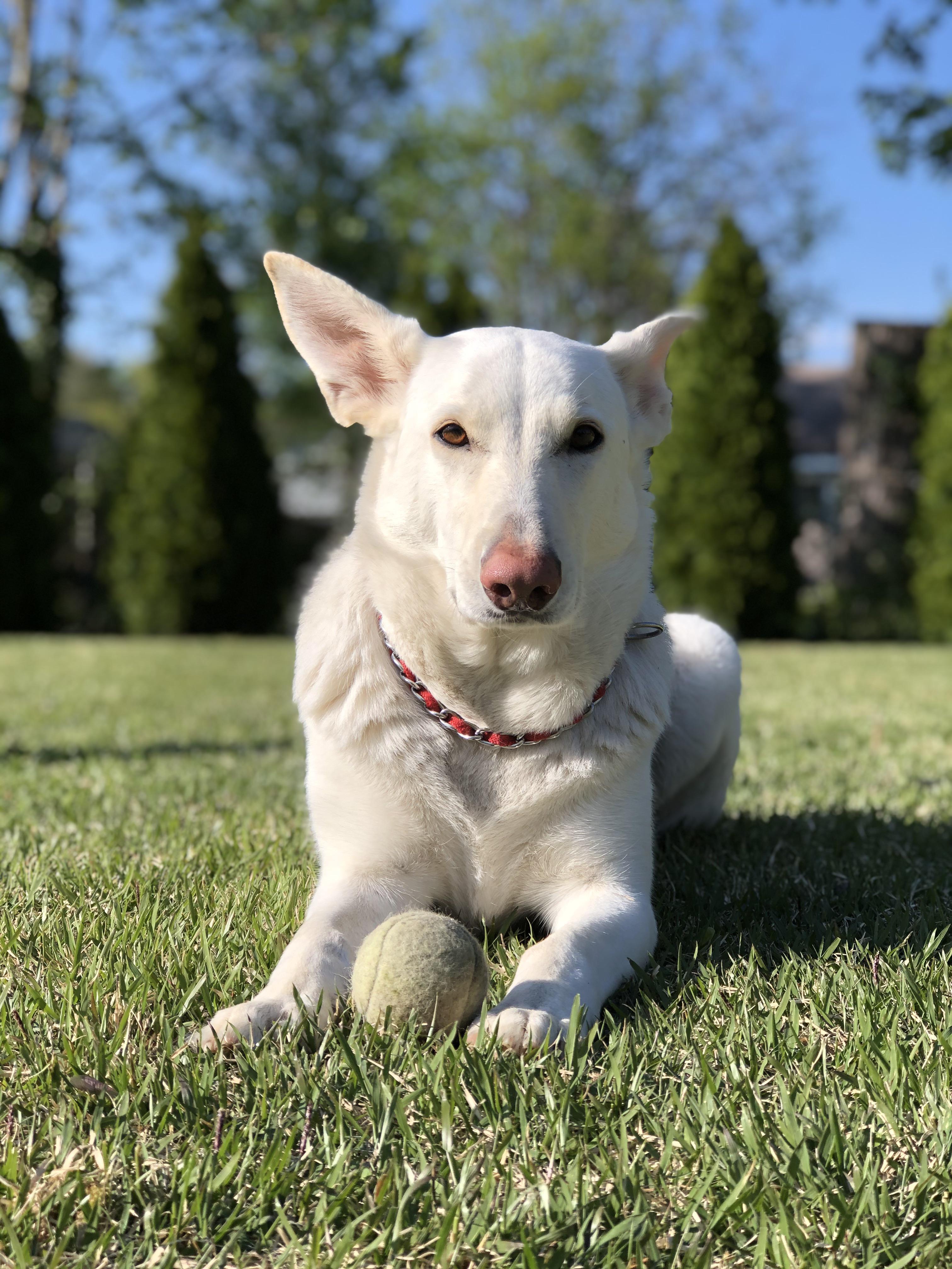 45 Hilarious Shepherd Satellite Puns Punstoppable 🛑