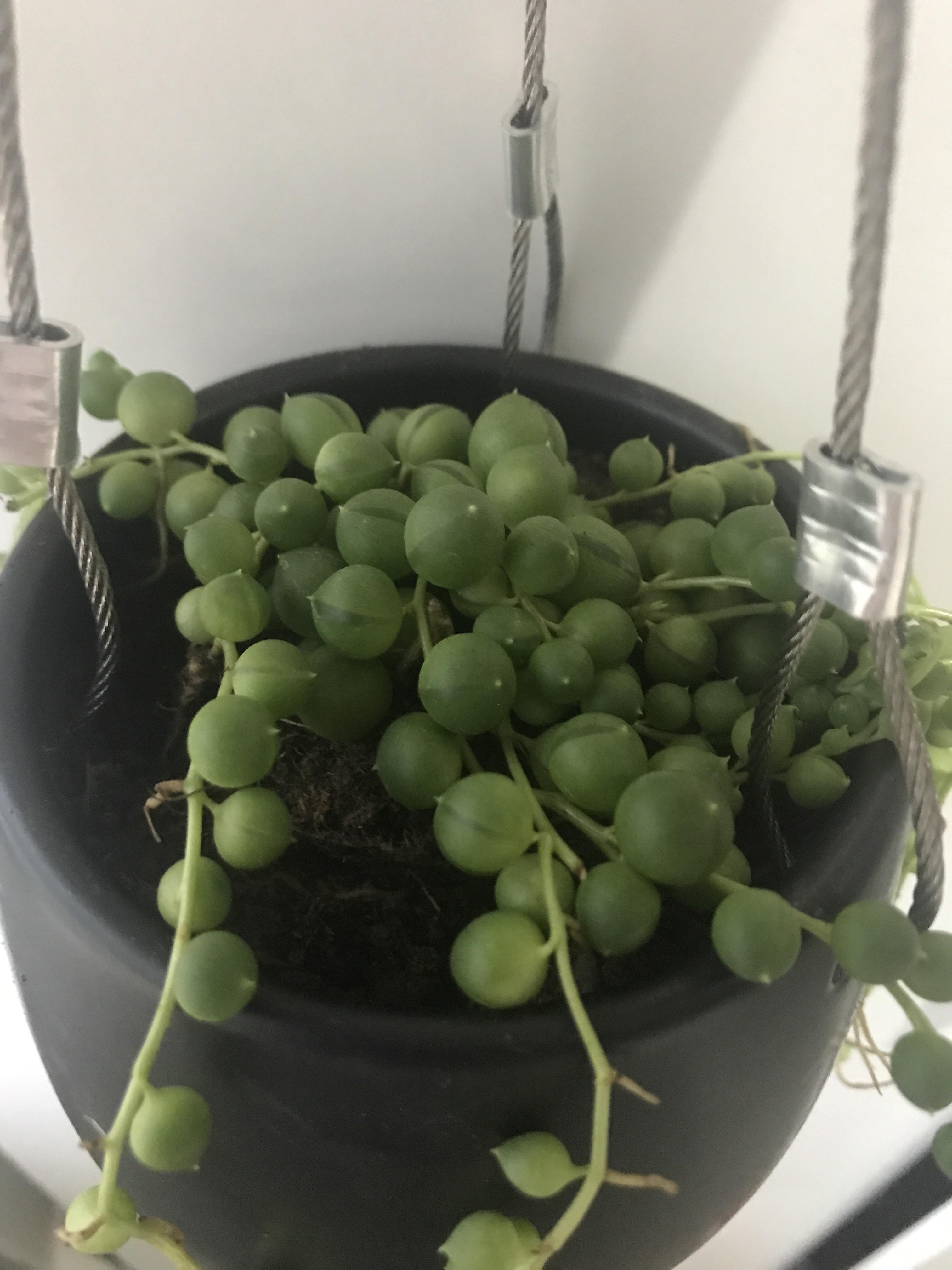 Got this beautiful string of pearls! I know it's a bit overwatered