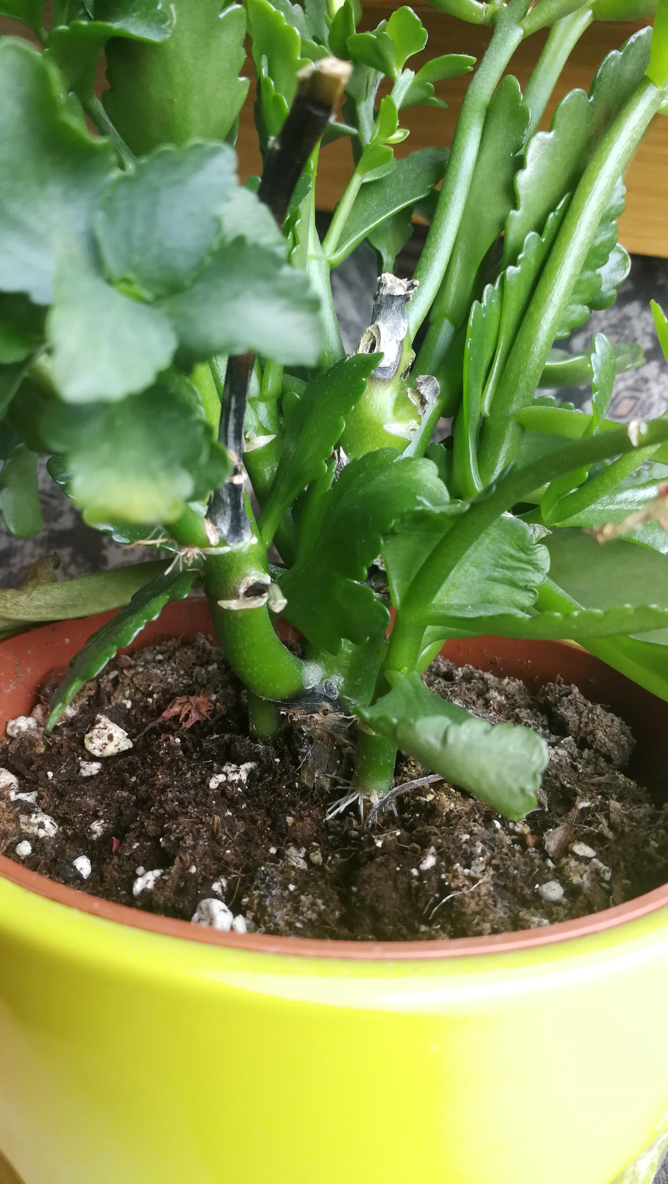 My kalanchoe has these parts that are turning black. First I just cat