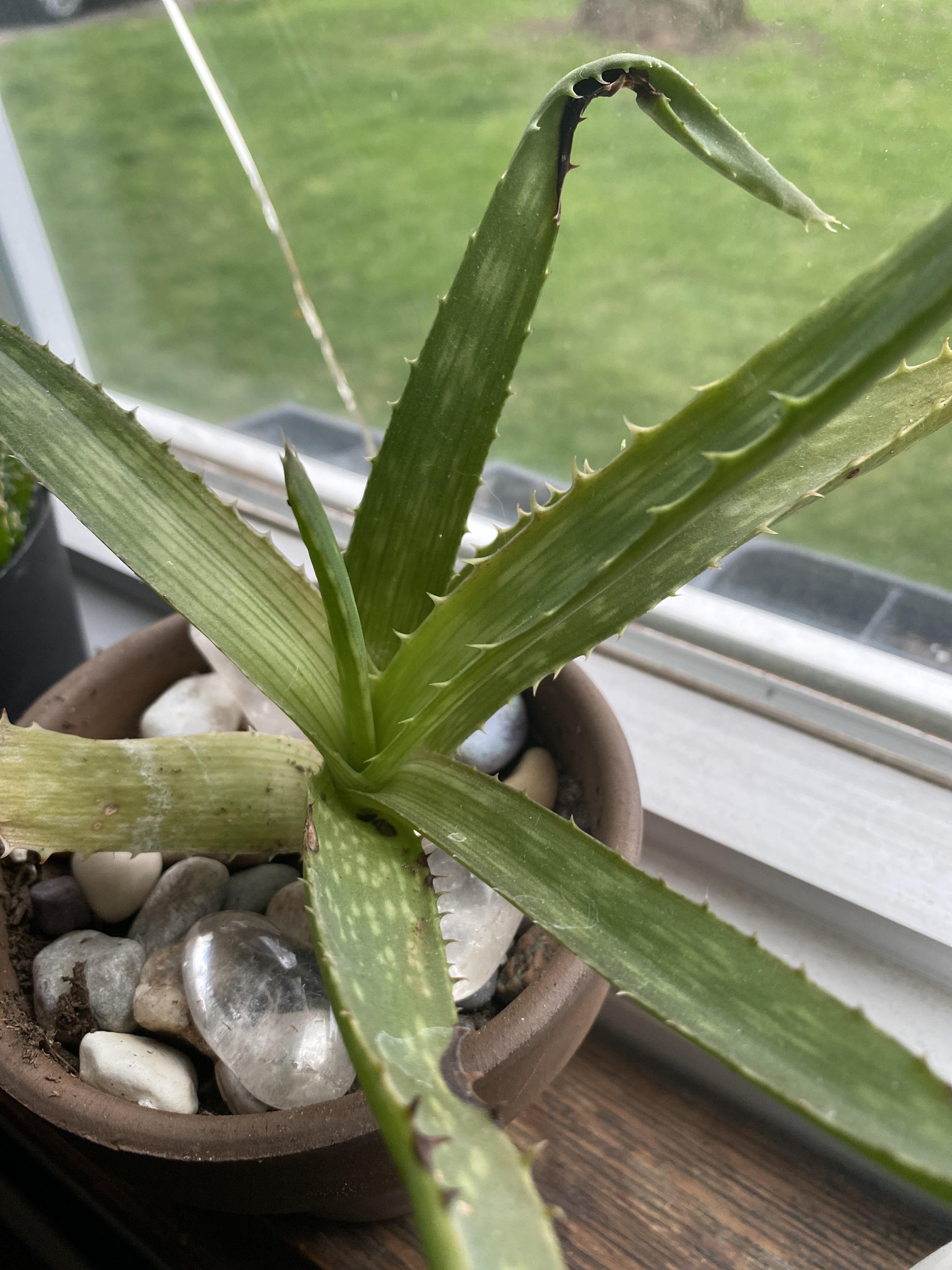 Black Spots On Aloe Plant Plant Ideas
