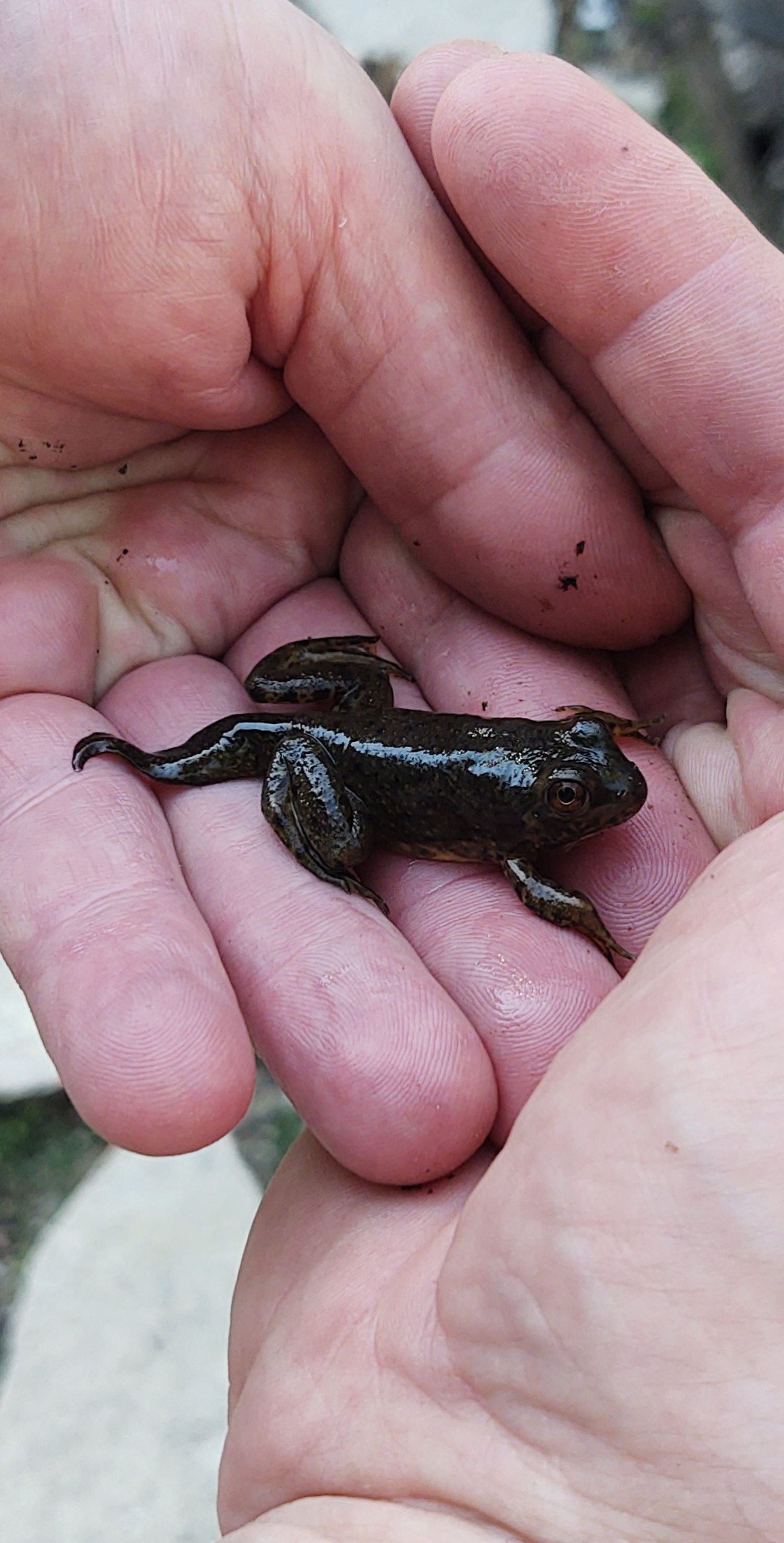 Frogpole! ( Green Frog?), Illinois r/herpetology