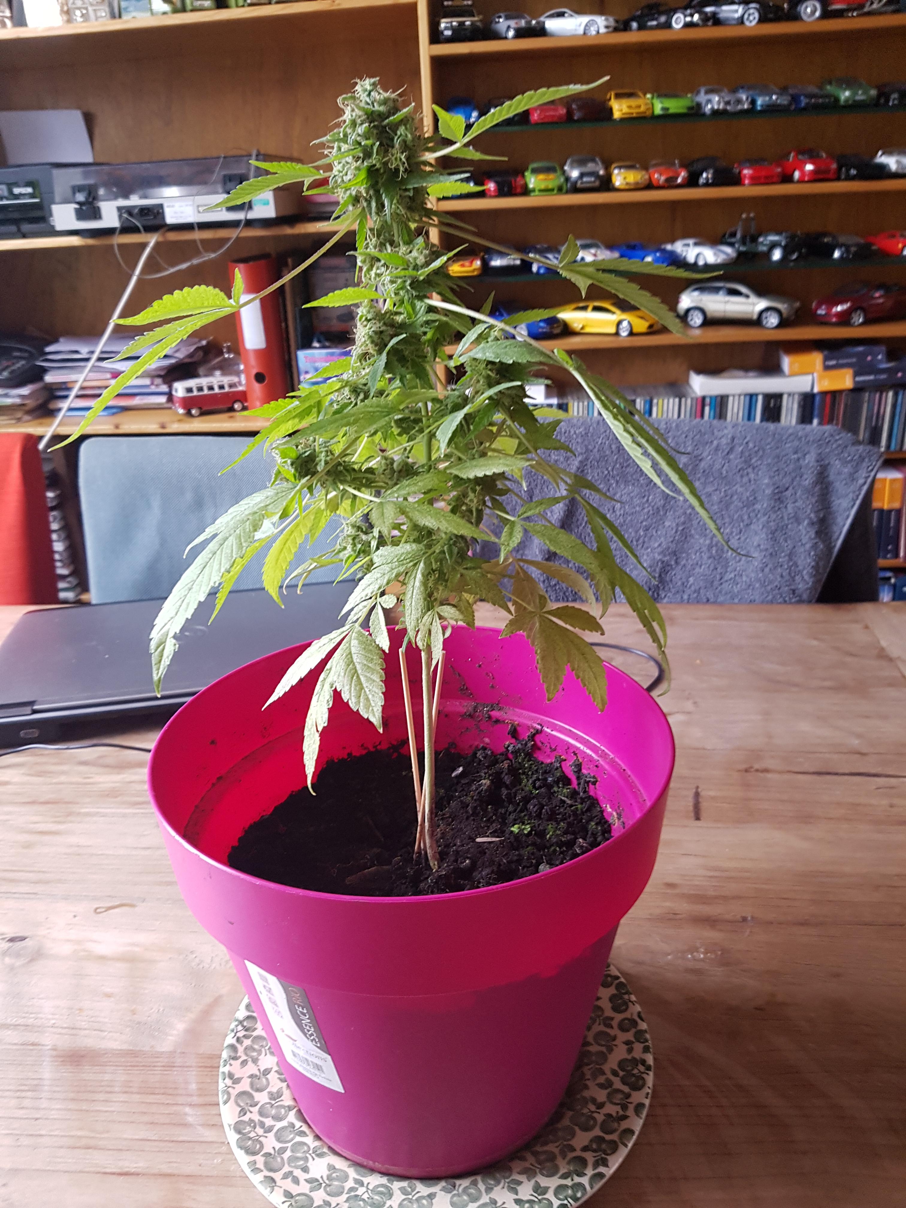 This was my first grow without leds or nutrients, just sun (autoflower