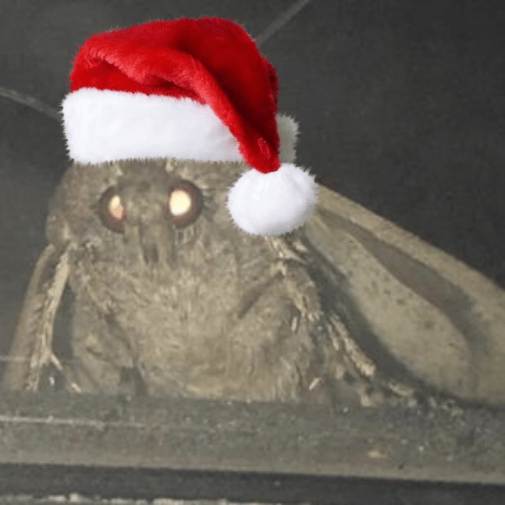 Christmas Moth mothmemes