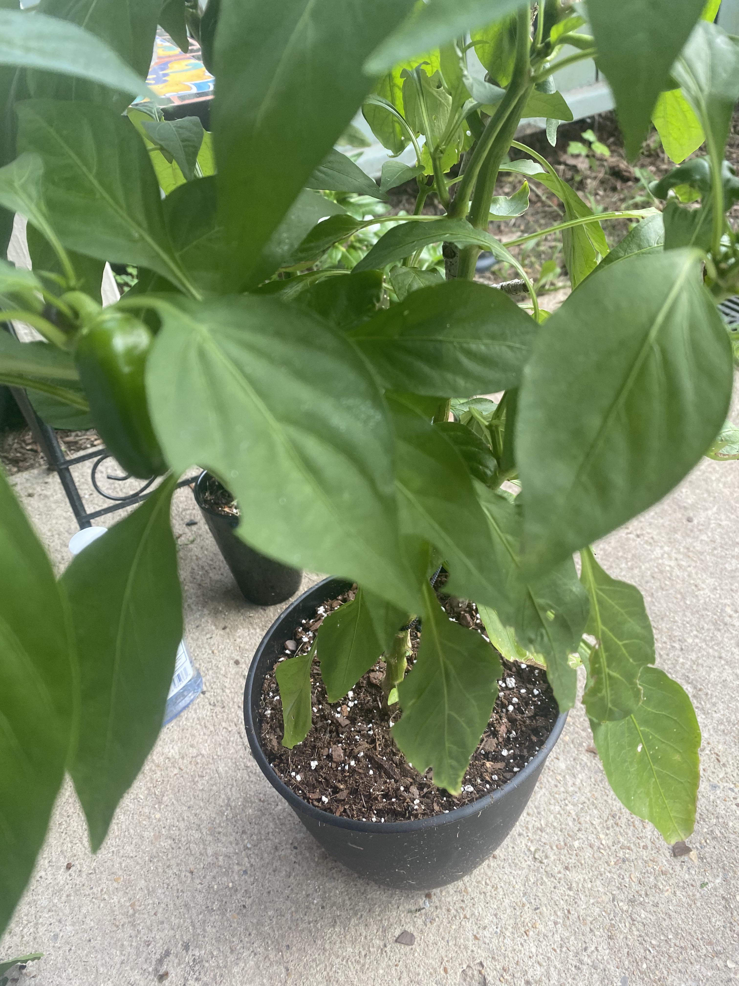 new to plants what’s eating my pepper plant and how do I stop them