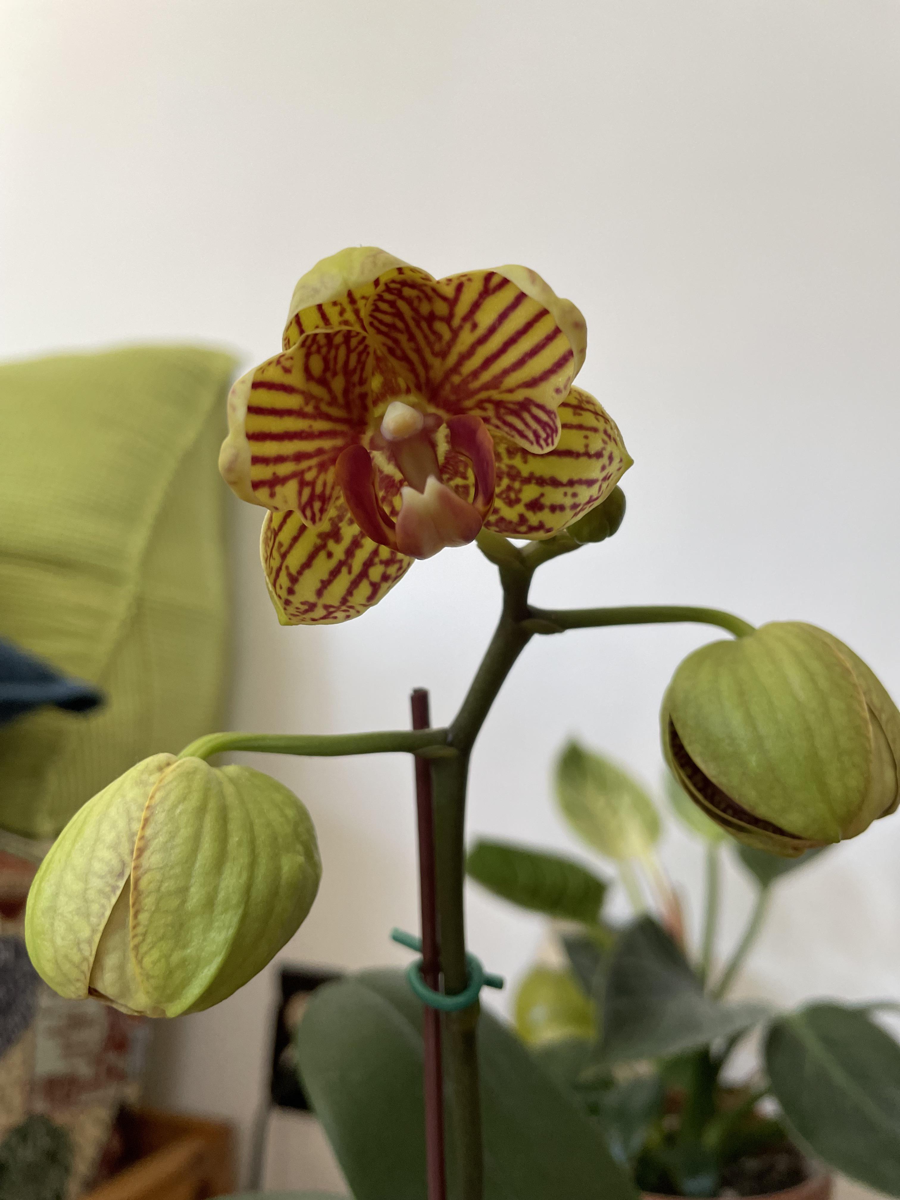 Here is an update on my orchids flowering. Finally those two big buds don’t look like opening