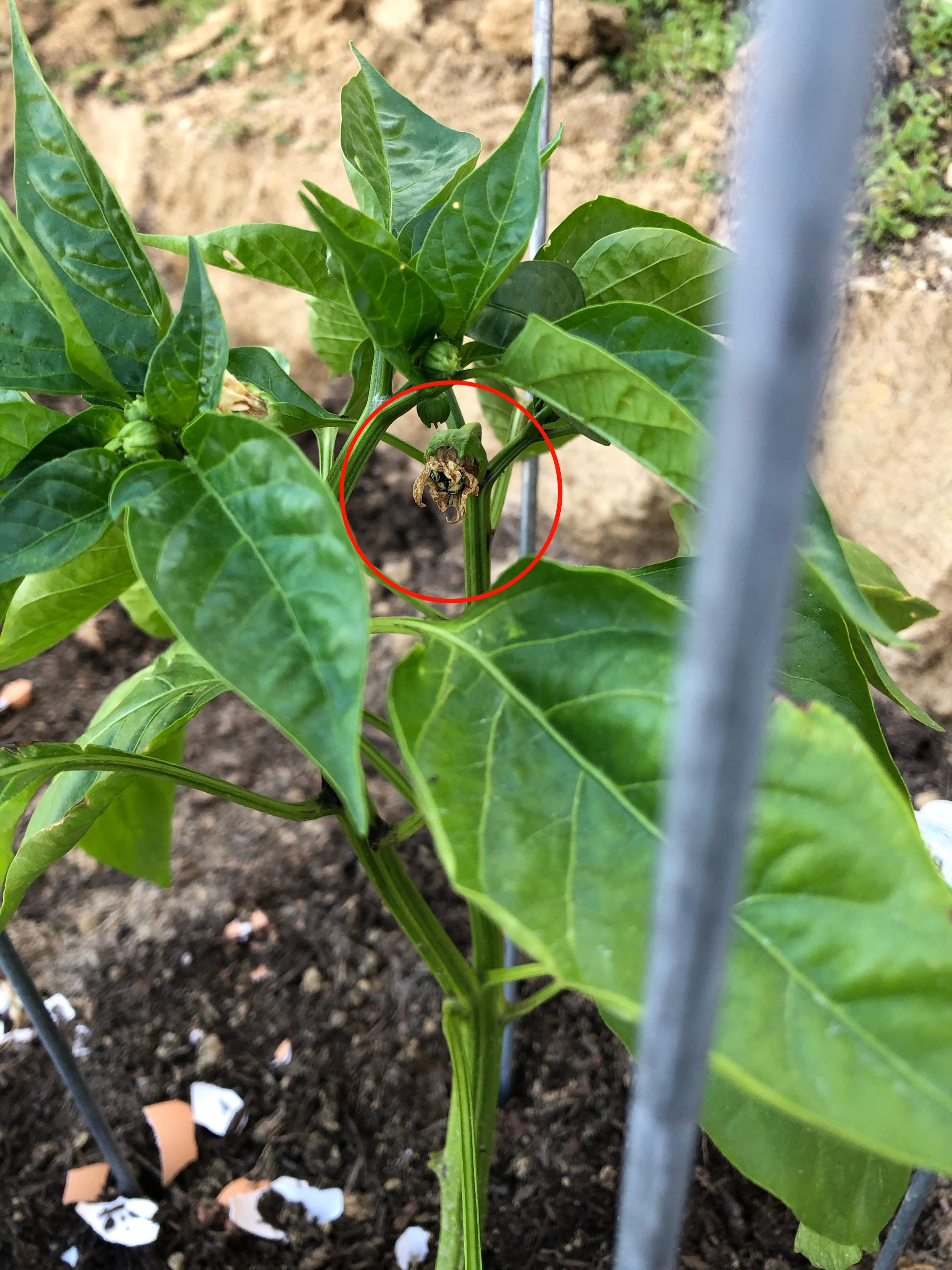 First time gardener. Why are my bell pepper flowers shriveling up