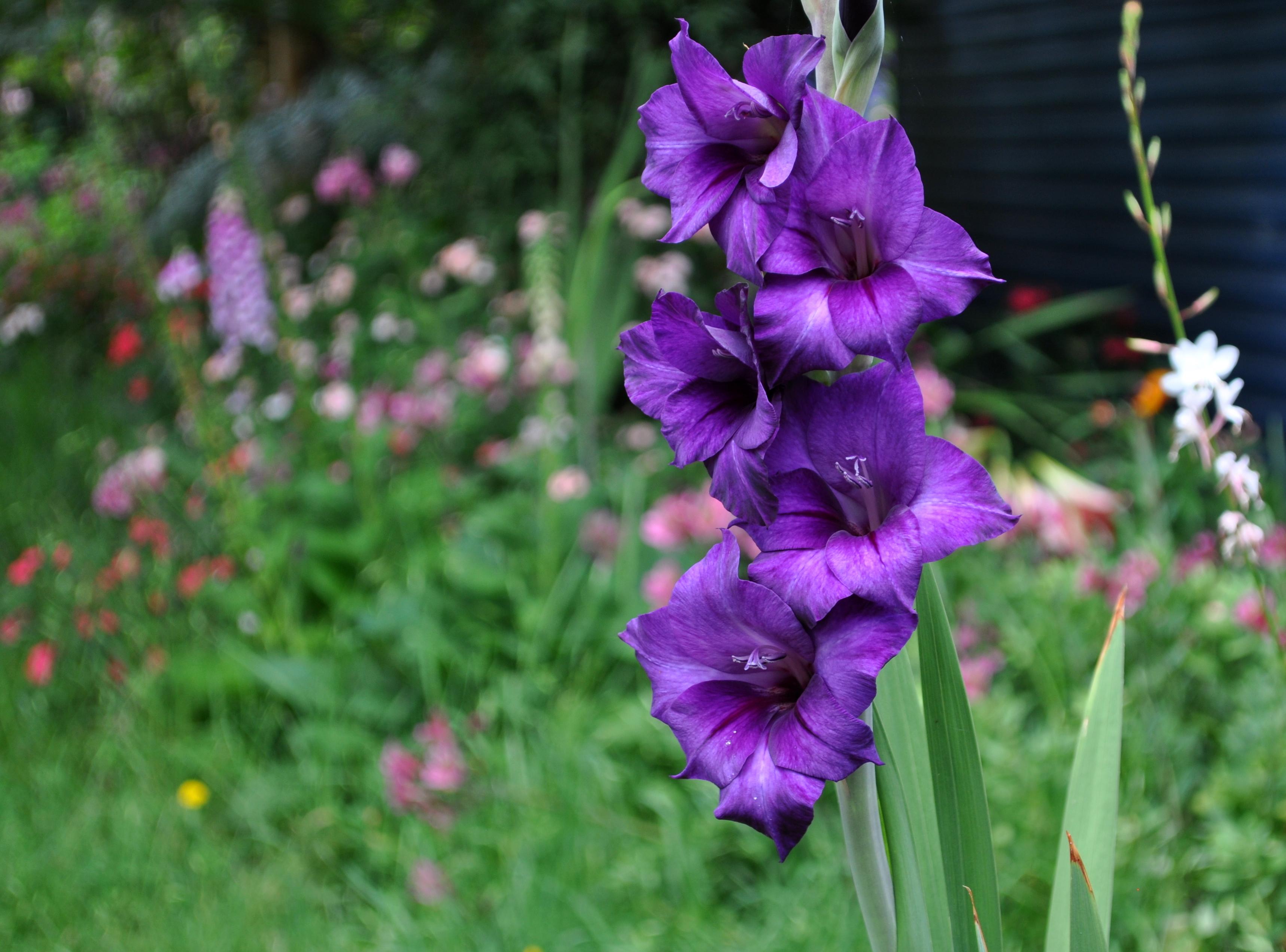 This beautiful purple gladiolus came from my mother's garden. It now