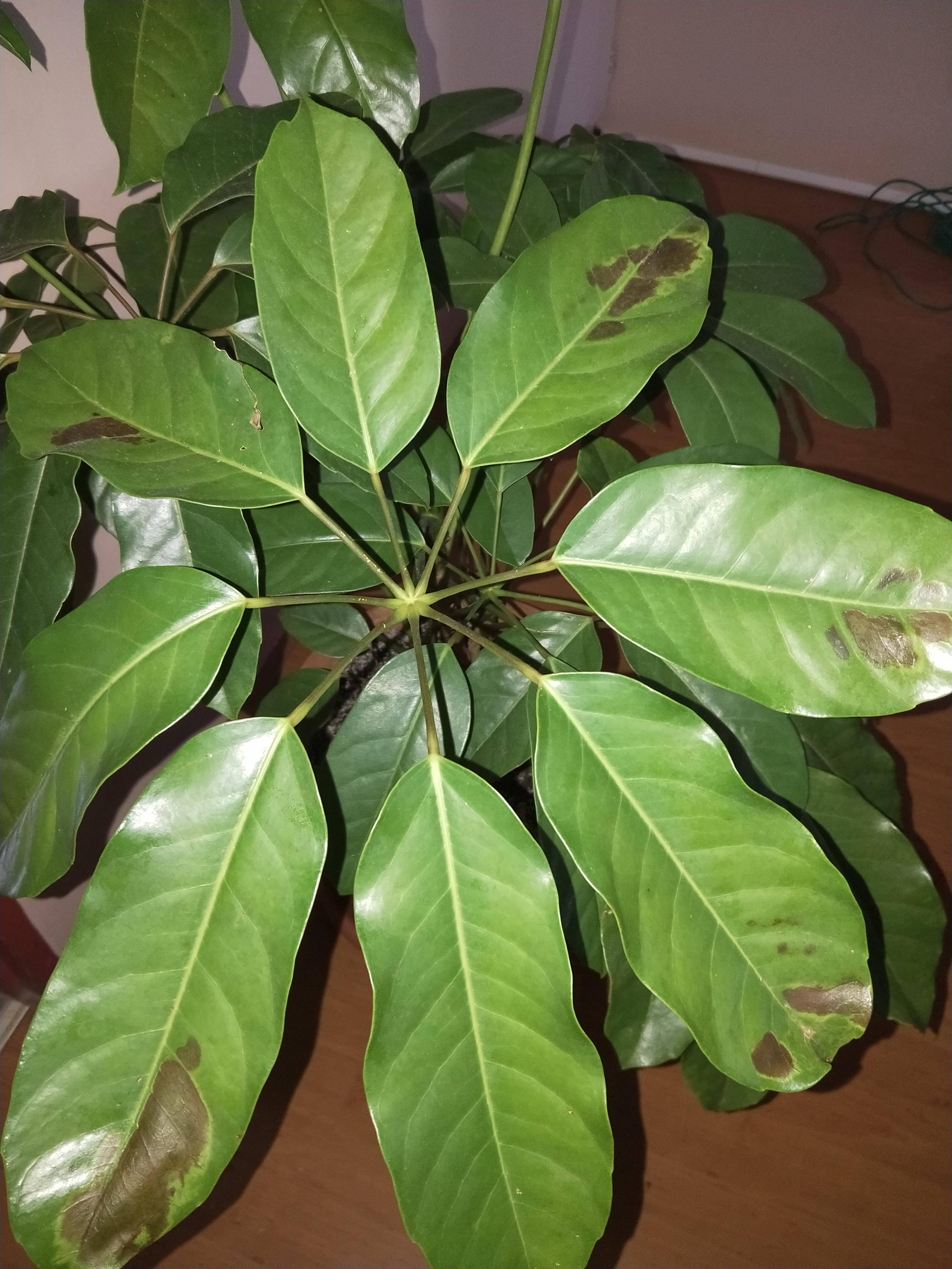 What are these brown spots on my umbrella tree? r/plantclinic
