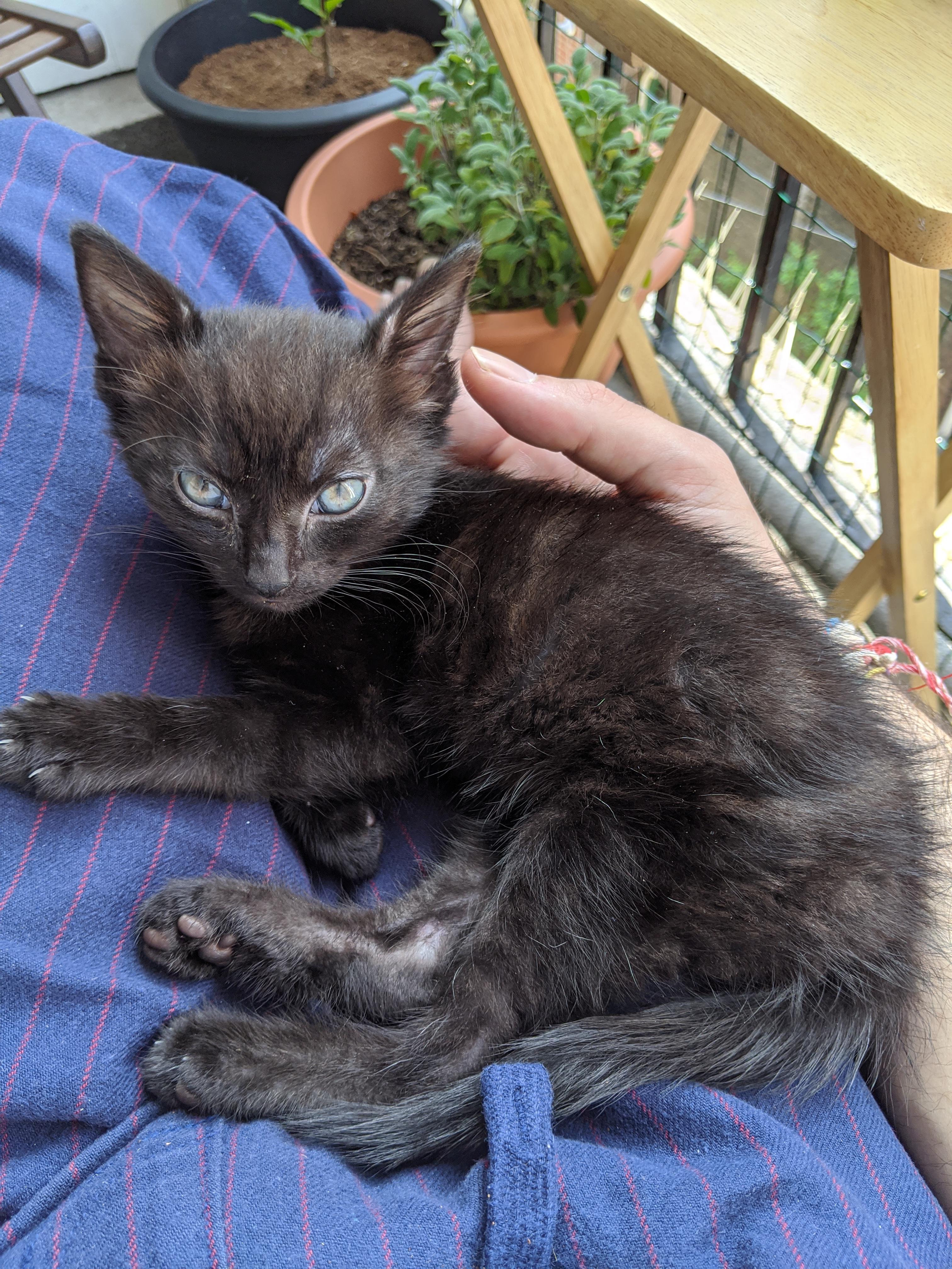 Got a kitten smitten to keep us company during lockdown meet Momo