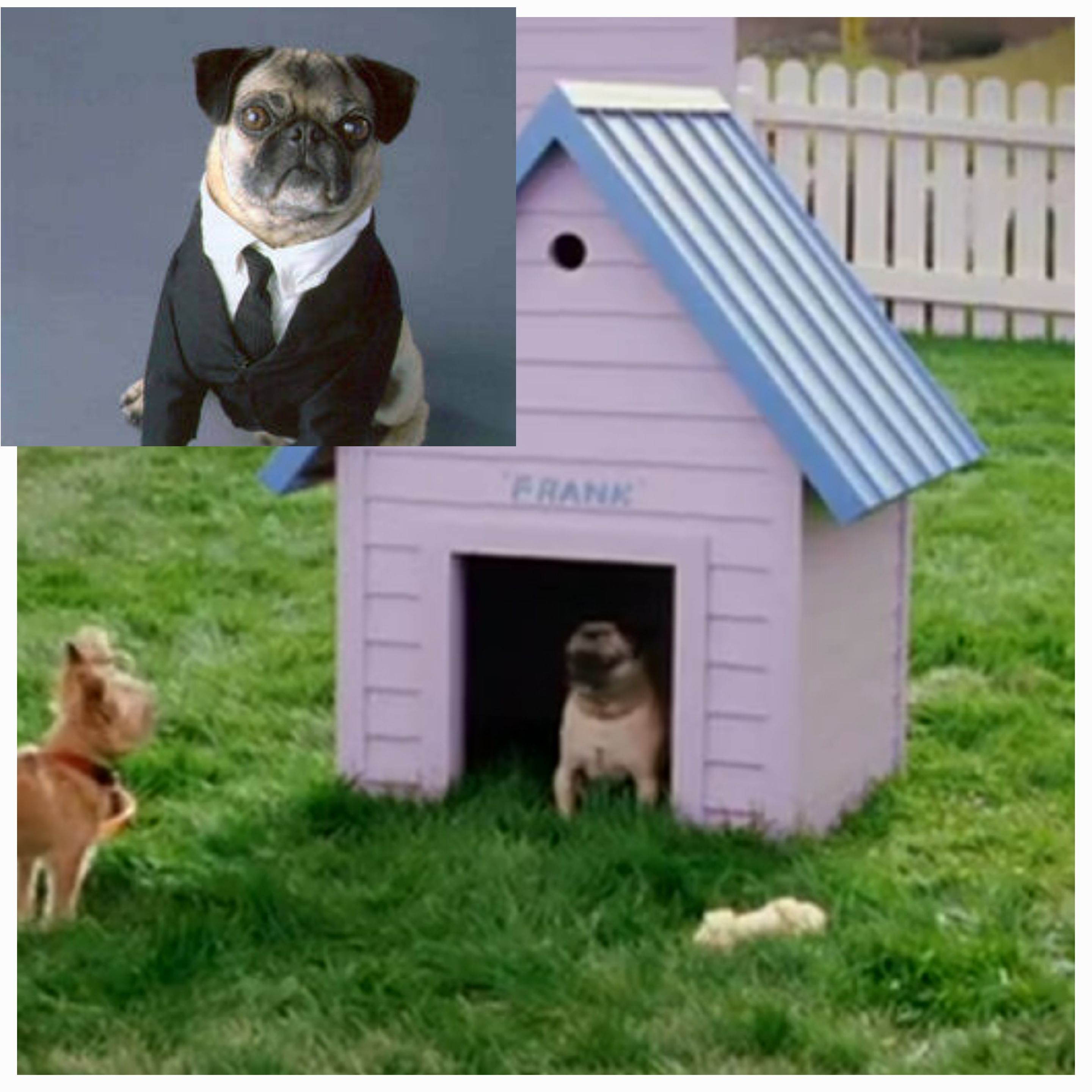 In 2003's, *The Cat In The Hat*, there's a breif scene of Pug in a dog