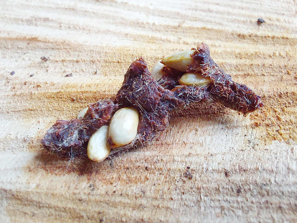 Bird poop containing black currant seeds a perfect "seed bomb"? r