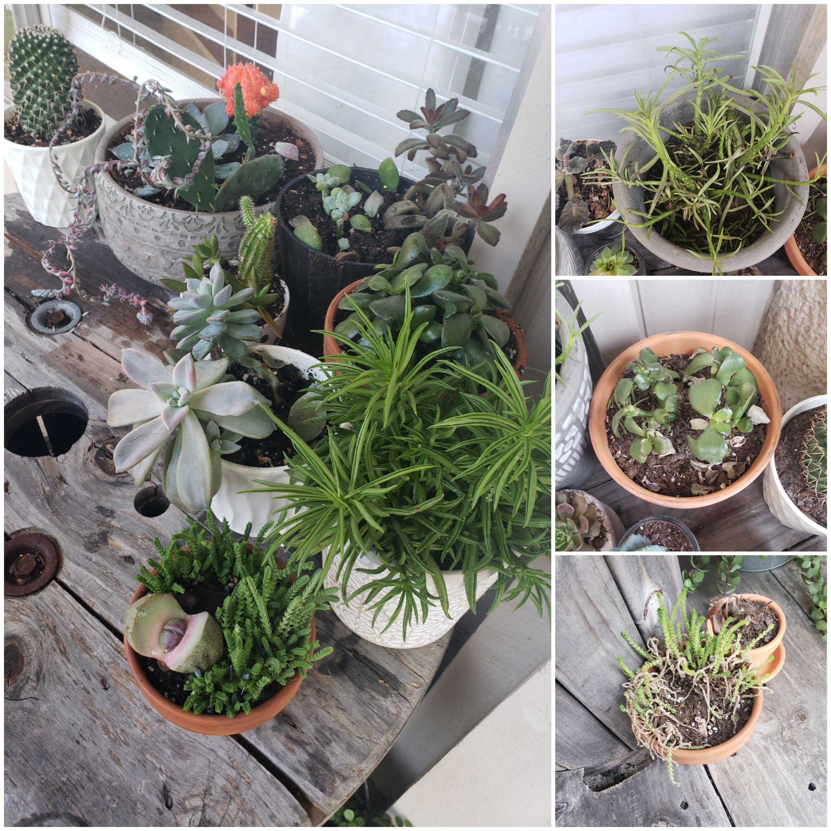 HELP! Can cat urine do this to succulents? More in comments r/succulents