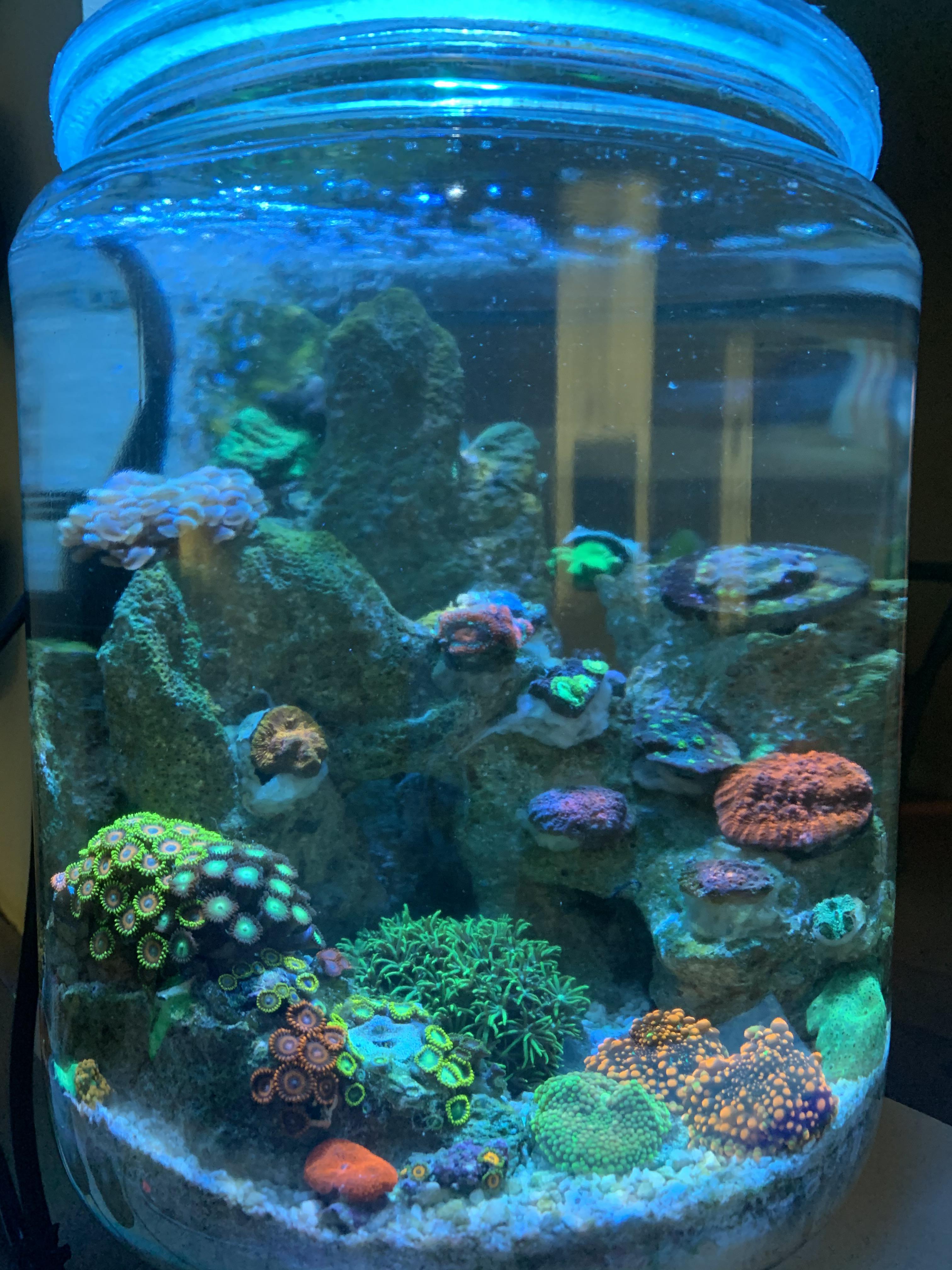 Update on the cookie jar reef. ReefTank