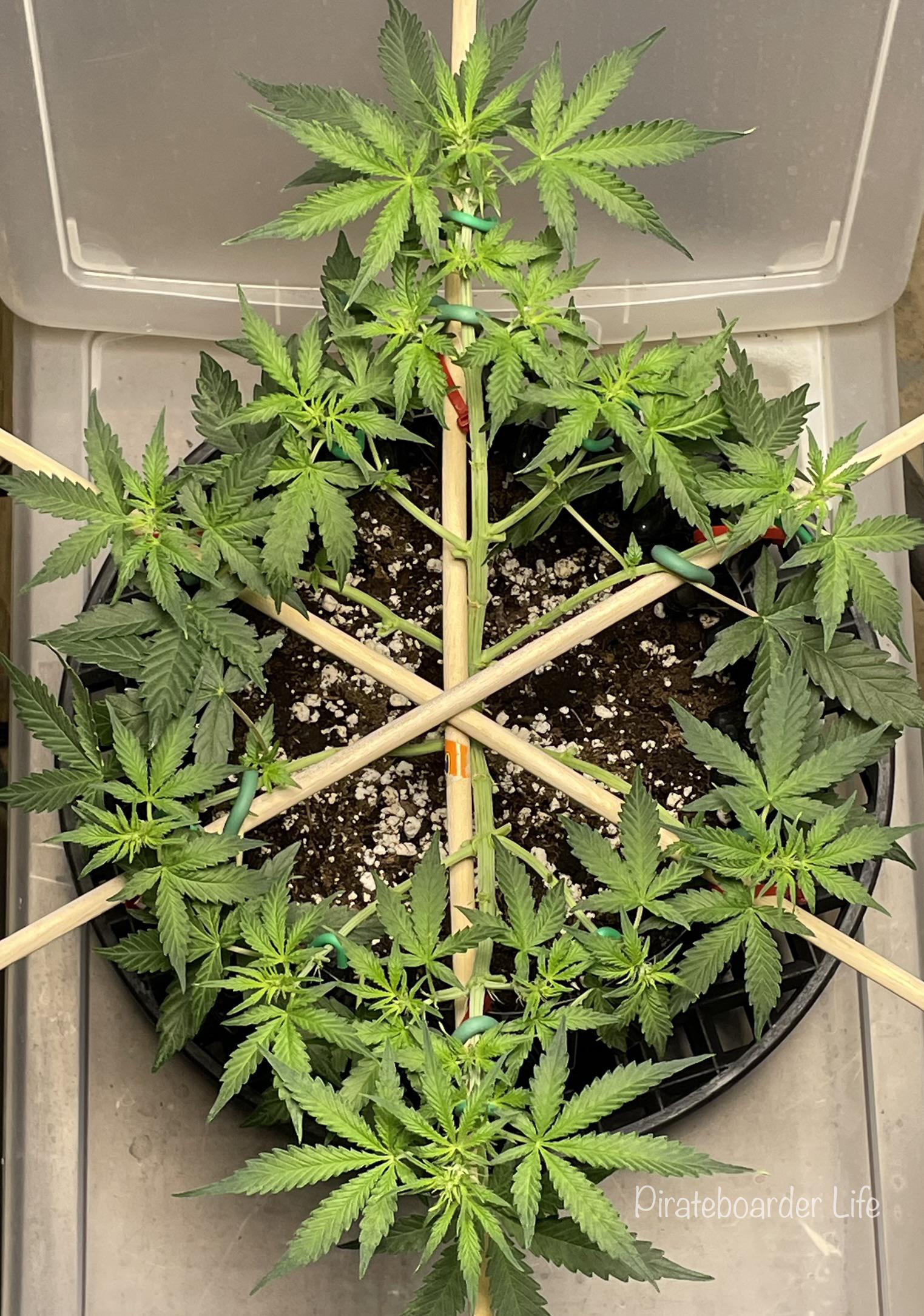 cannabis autoflower plant being trained for symmetry and an even canopy