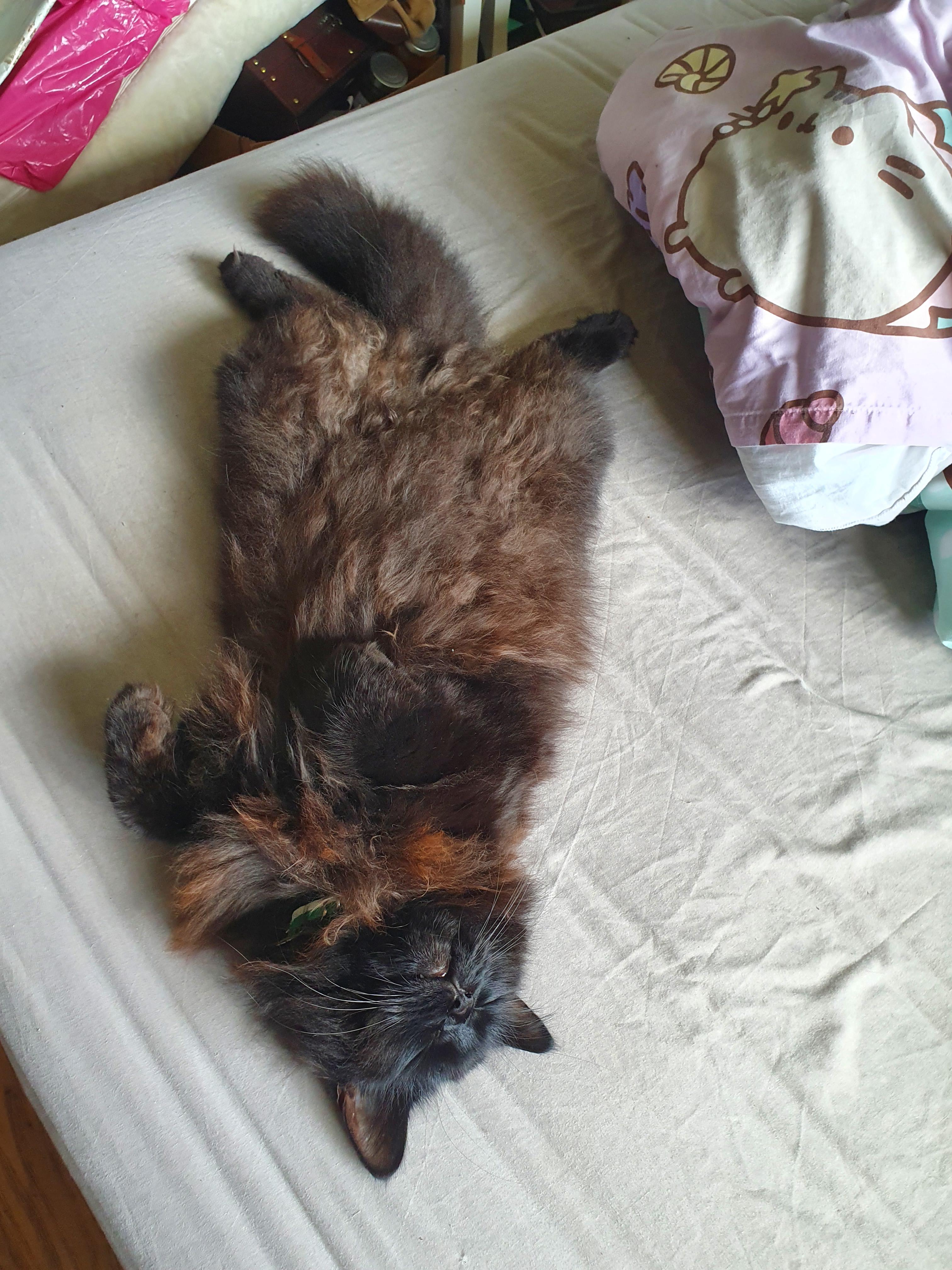 Always shows his belly when sleeping r/SleepingCats