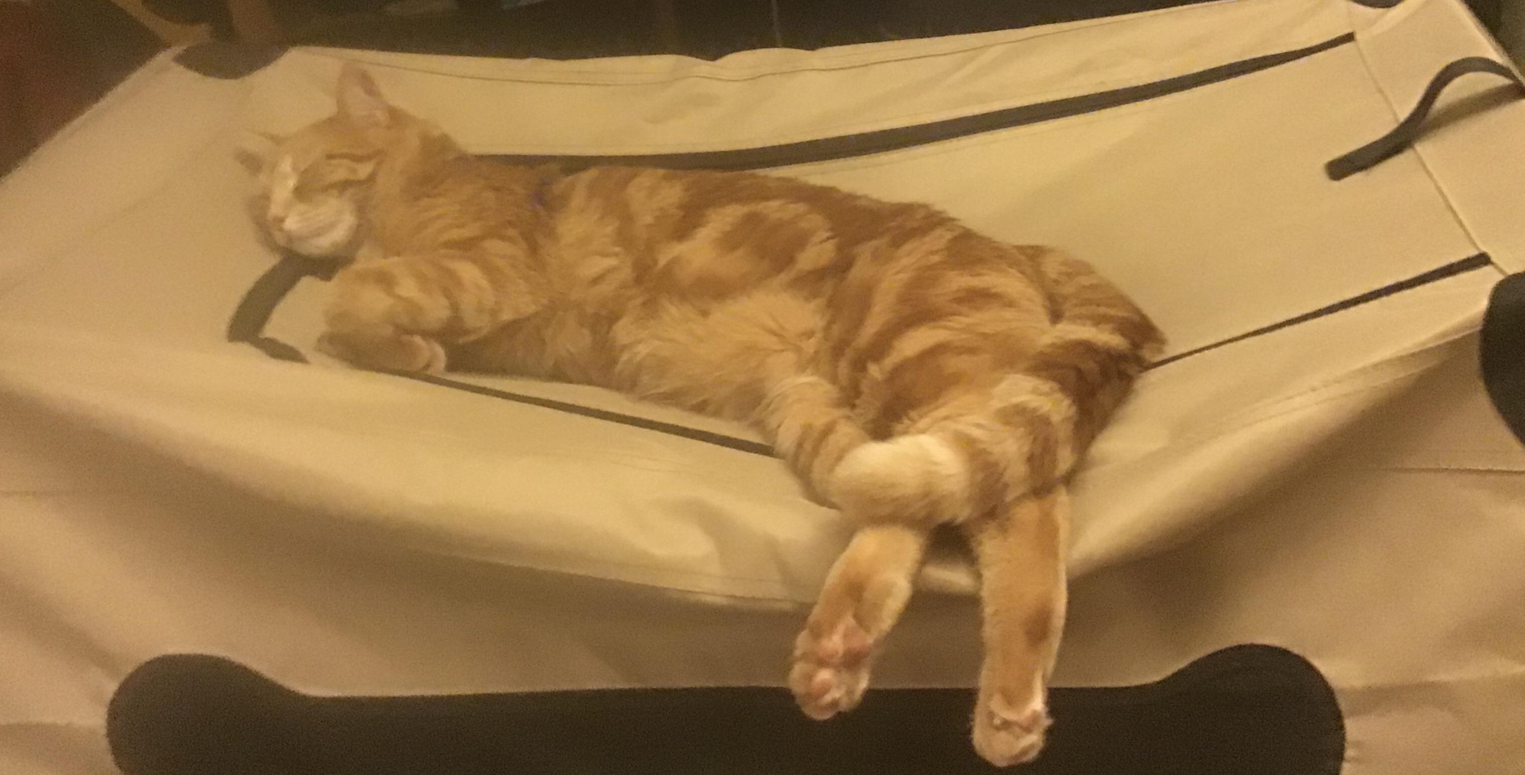 My guy sleeping on top of the dog’s crate. r/gingerkitty