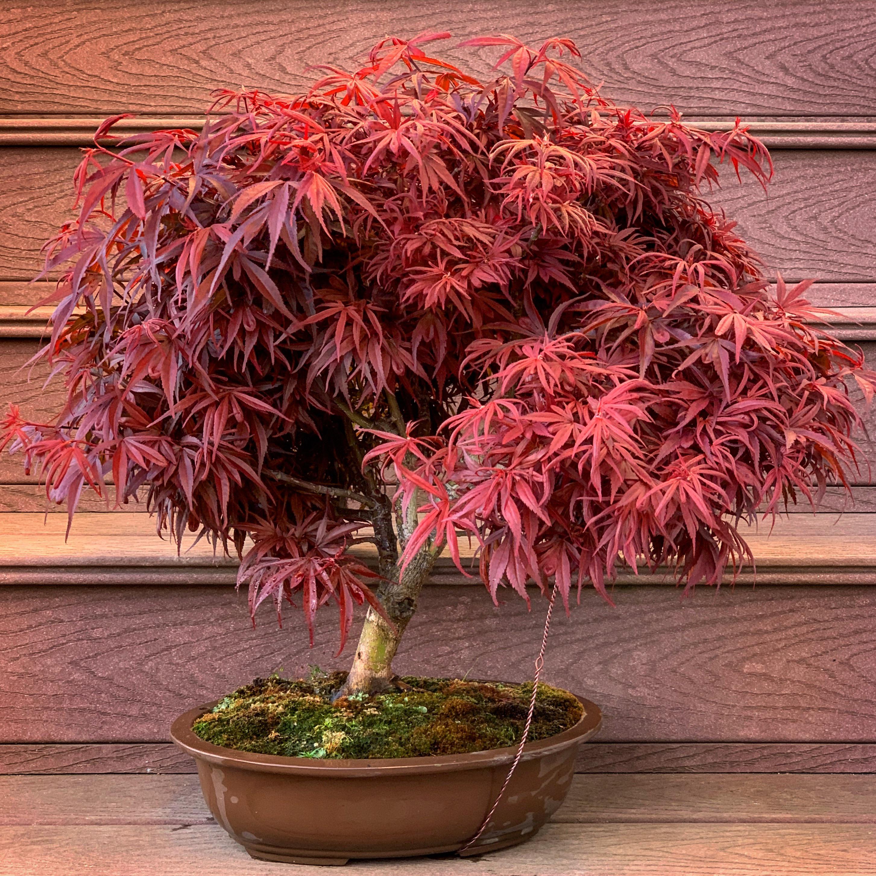 194 best Japanese Maple Bonsai images on Pholder Bonsai, Bonsai Porn