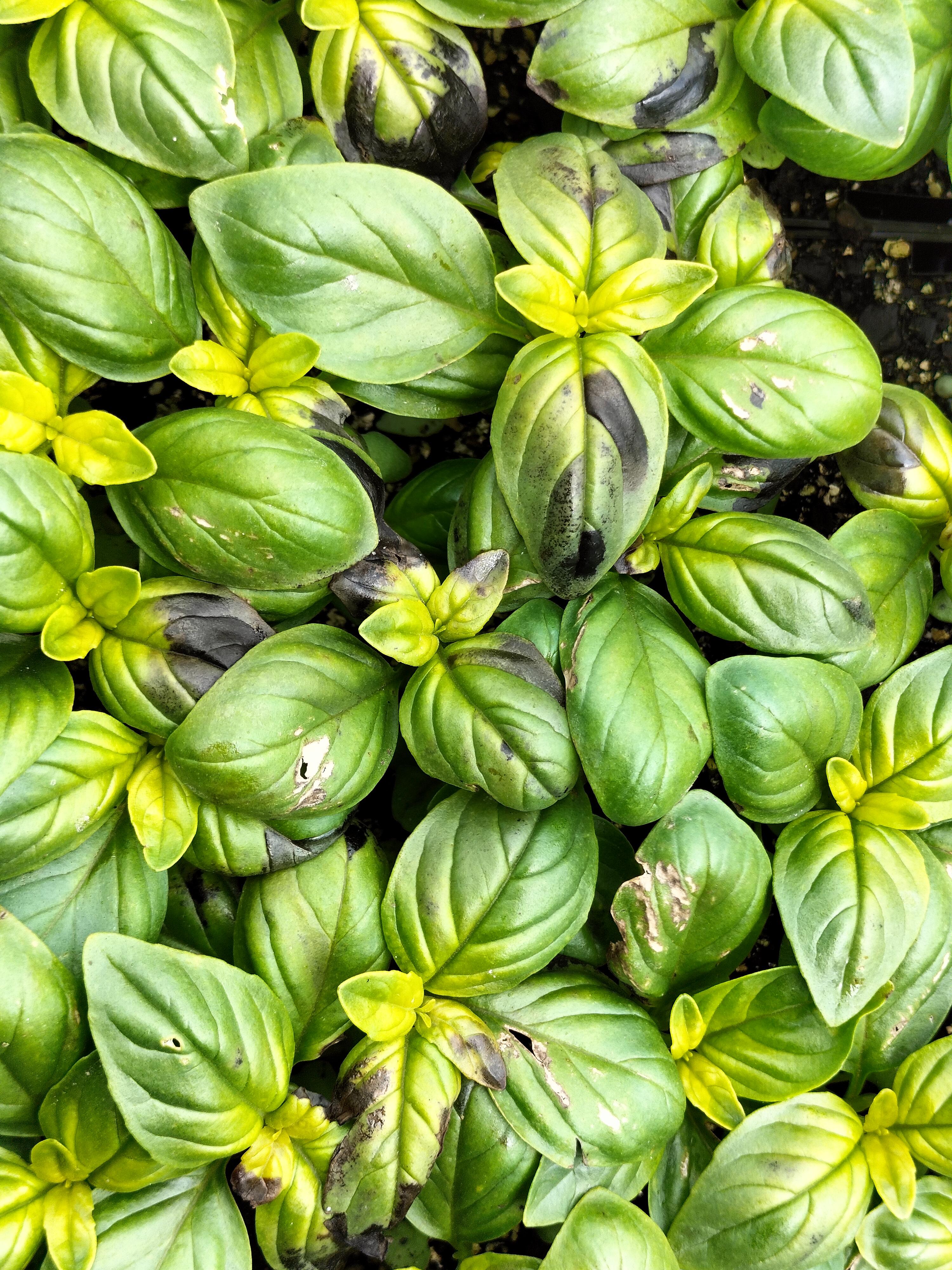 anybody know what is happening to my basil? leaves are almost rotting