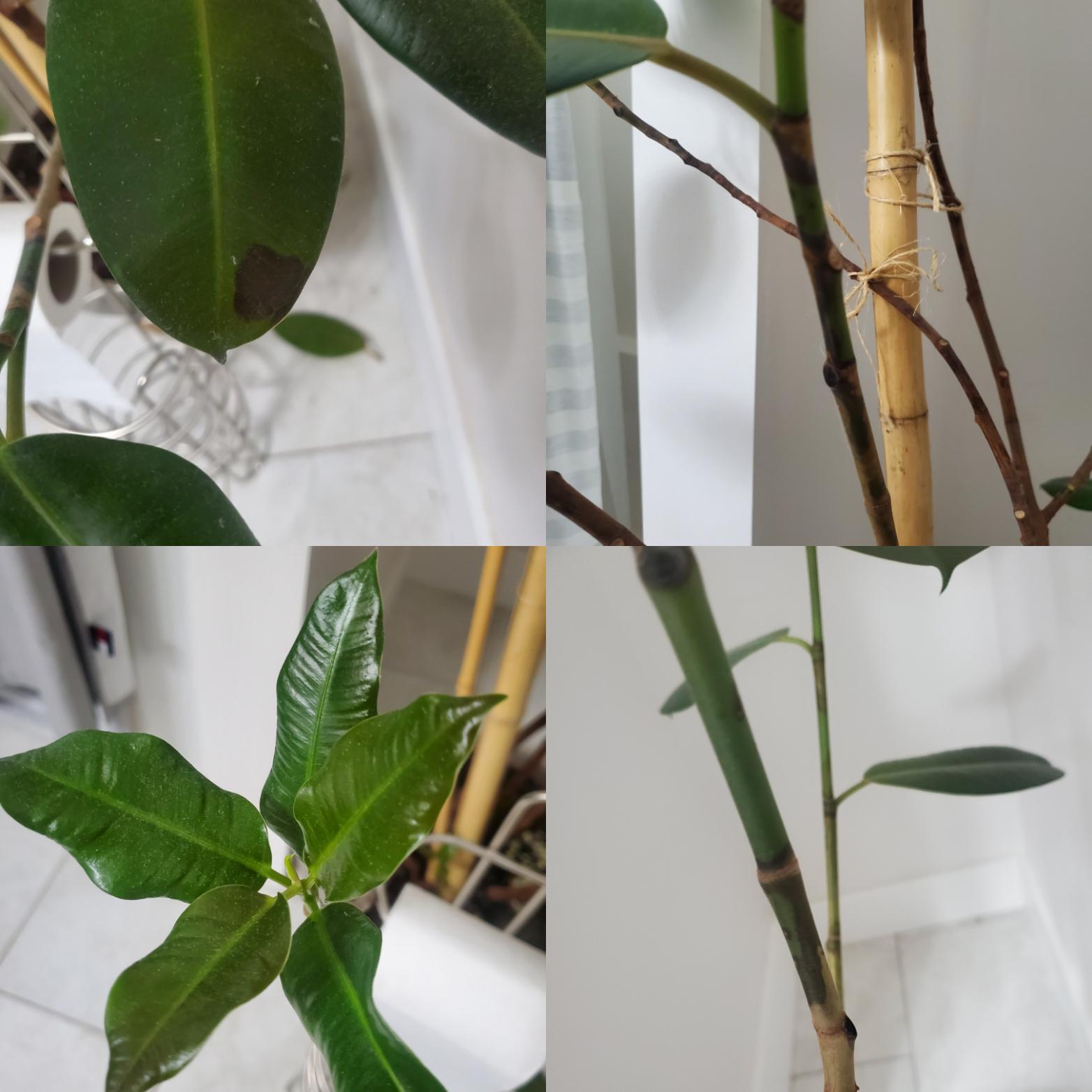 My Rubber Tree's new growth has been coming in strangely. The leaves