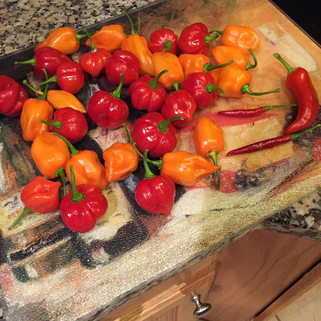 Assortment of hot peppers from my garden r/gardening