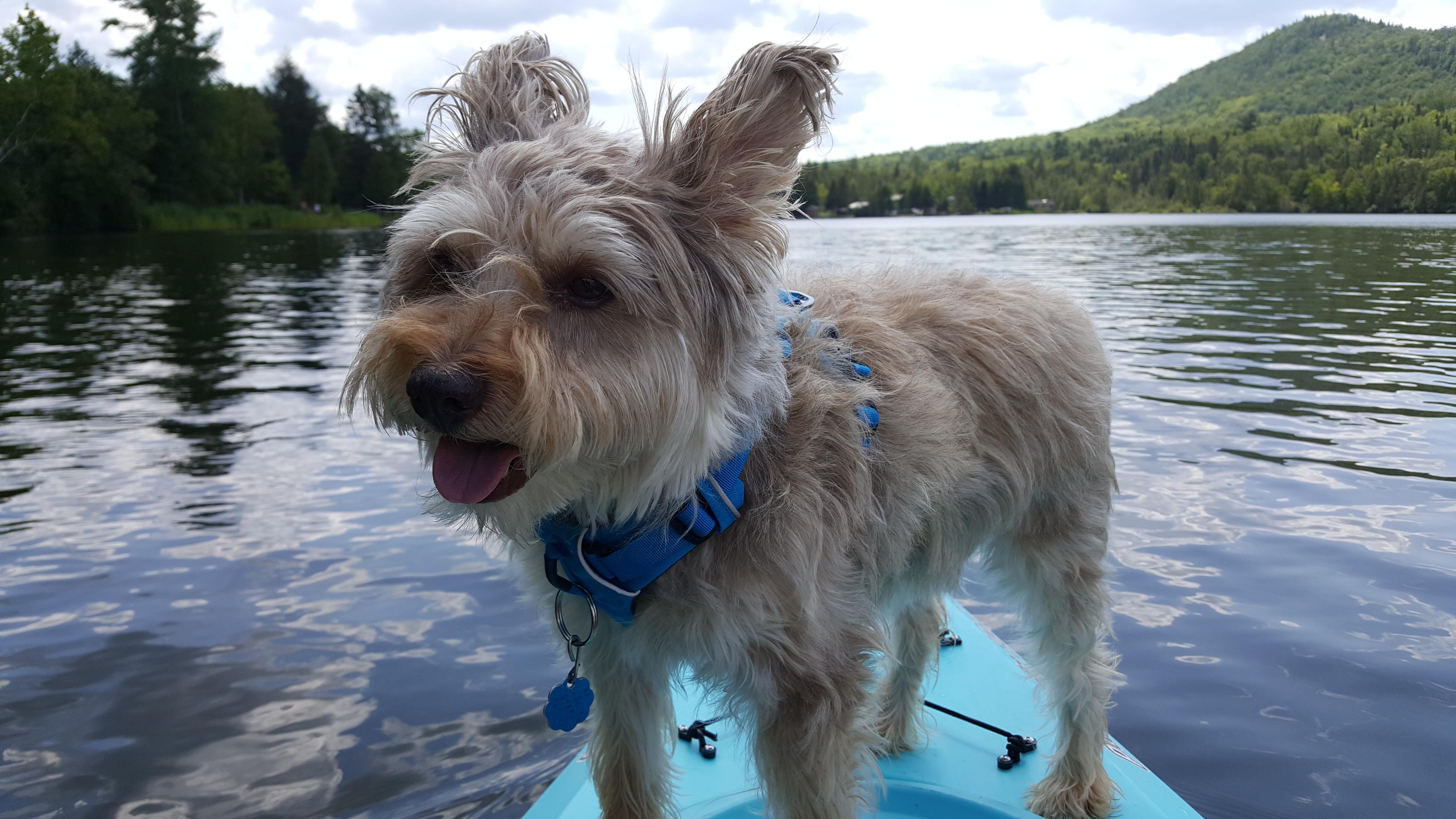 Kayak Jack enjoying another ride on Echo Lake Maine r/Kayaking