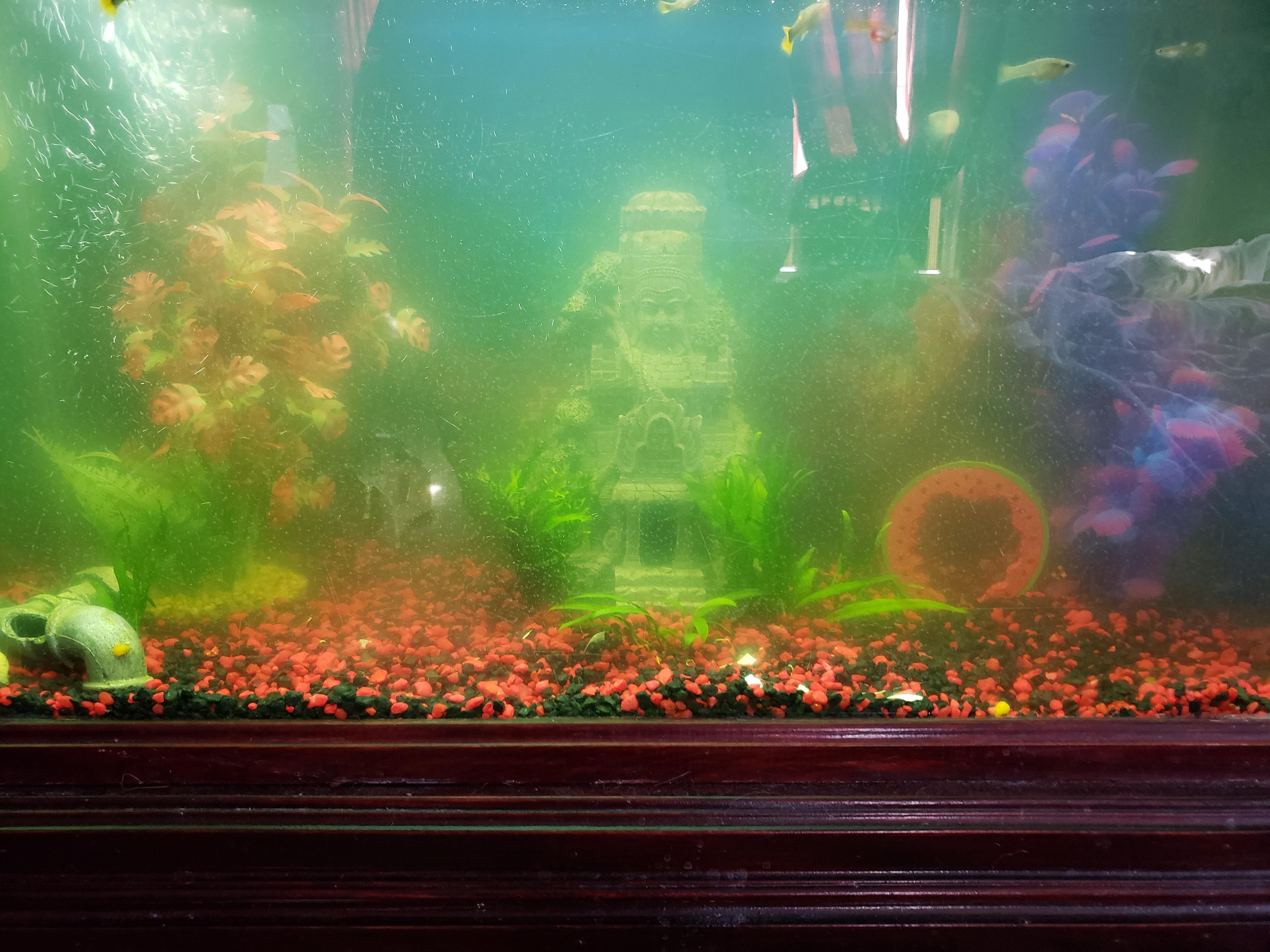 So green..I thought it was algae and I have been doing 25.percent water