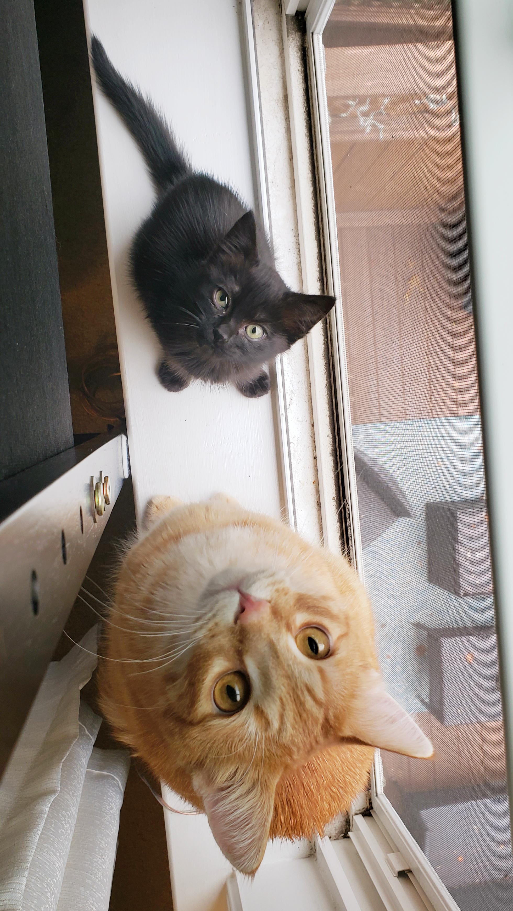 Big cat little cat, friends at last r/cats