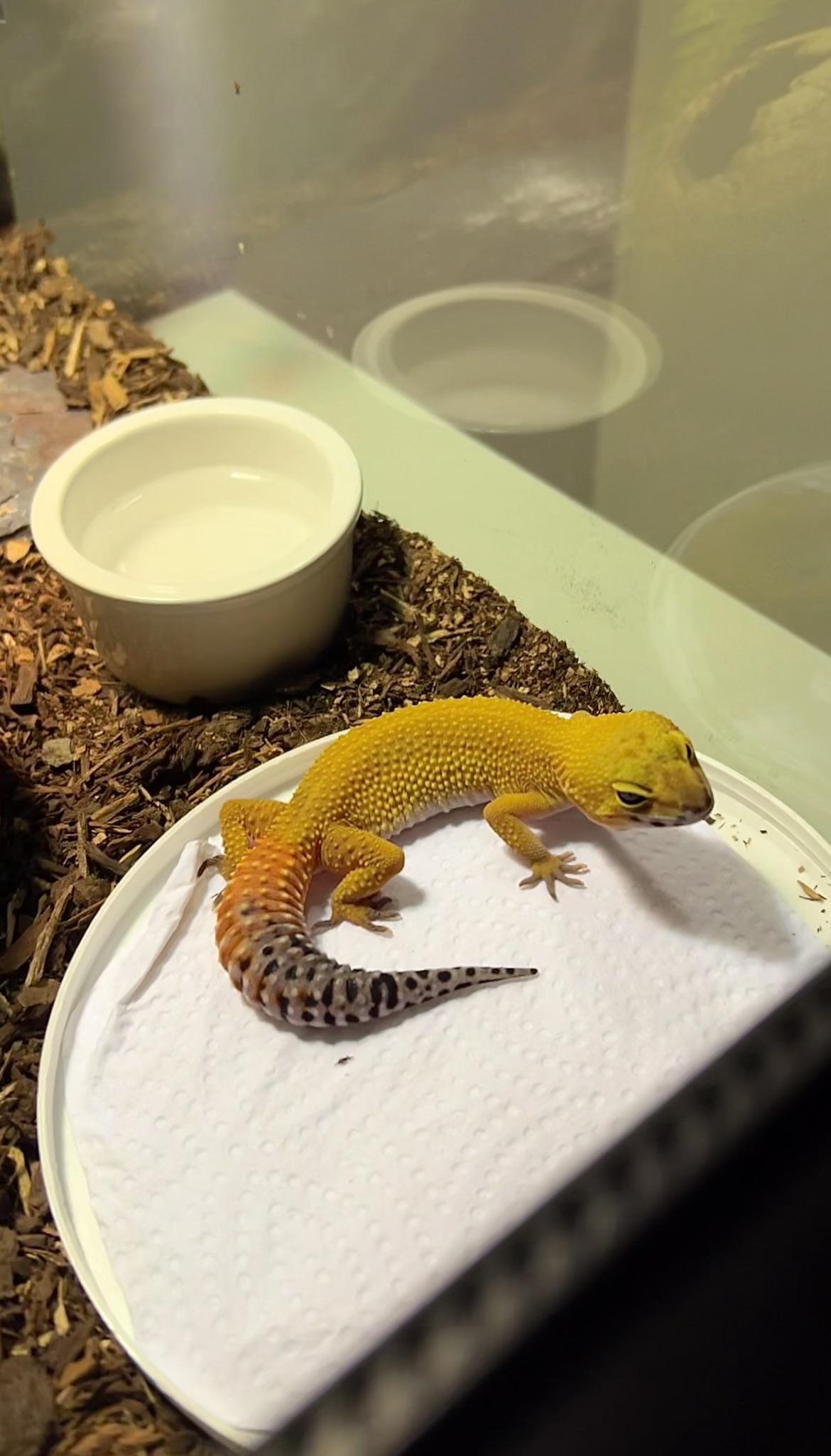 Hey guys! This is my 6 month old leopard gecko, Ember. Can someone