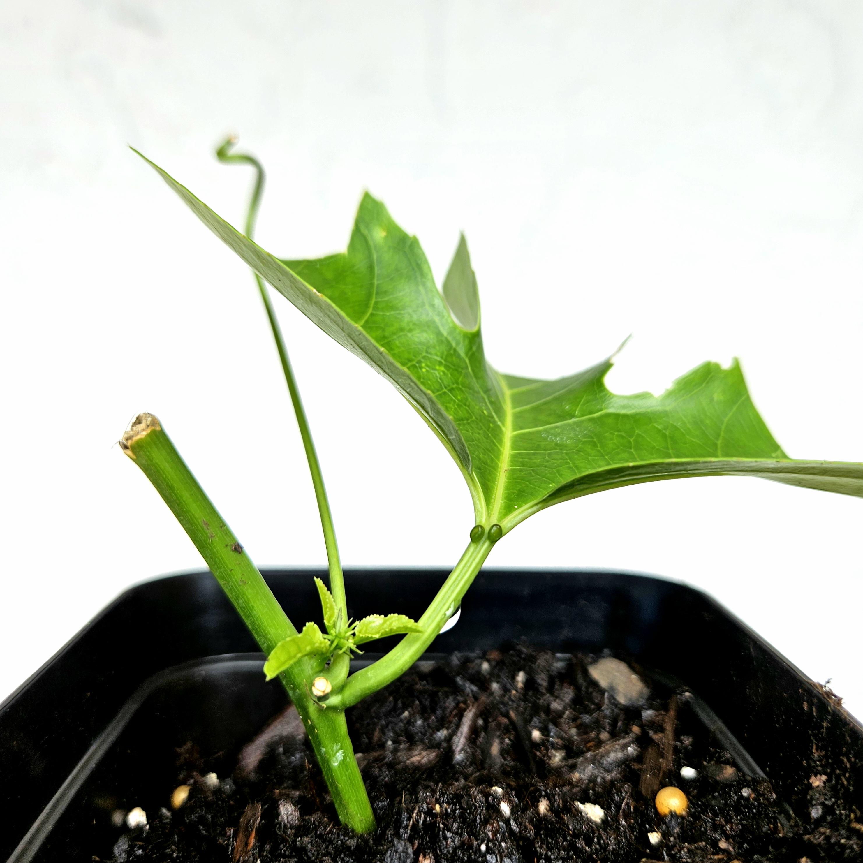 How to root Passion Fruit cuttings r/BackyardOrchard