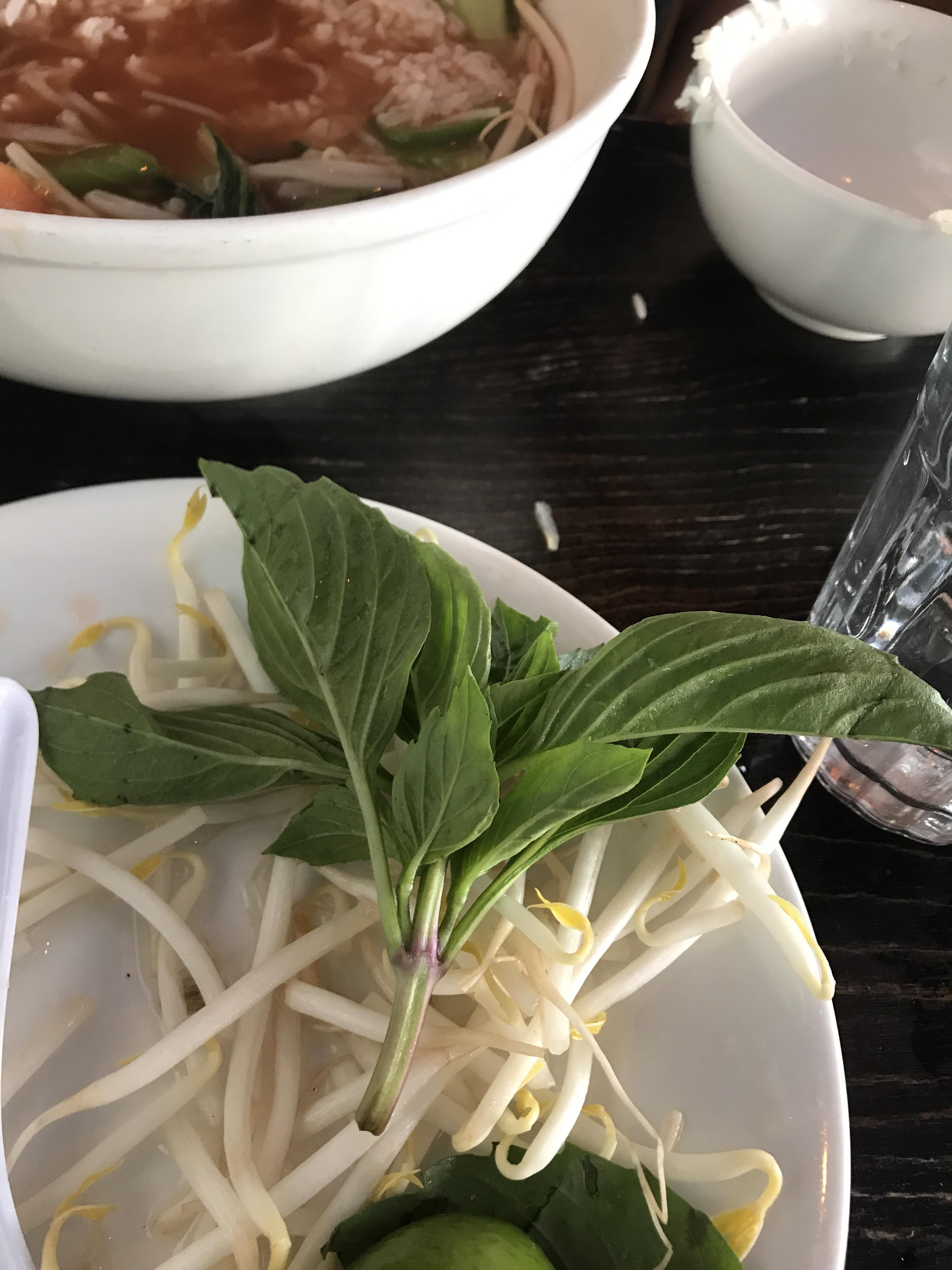What is this leafy green usually served with Pho? whatisthisthing