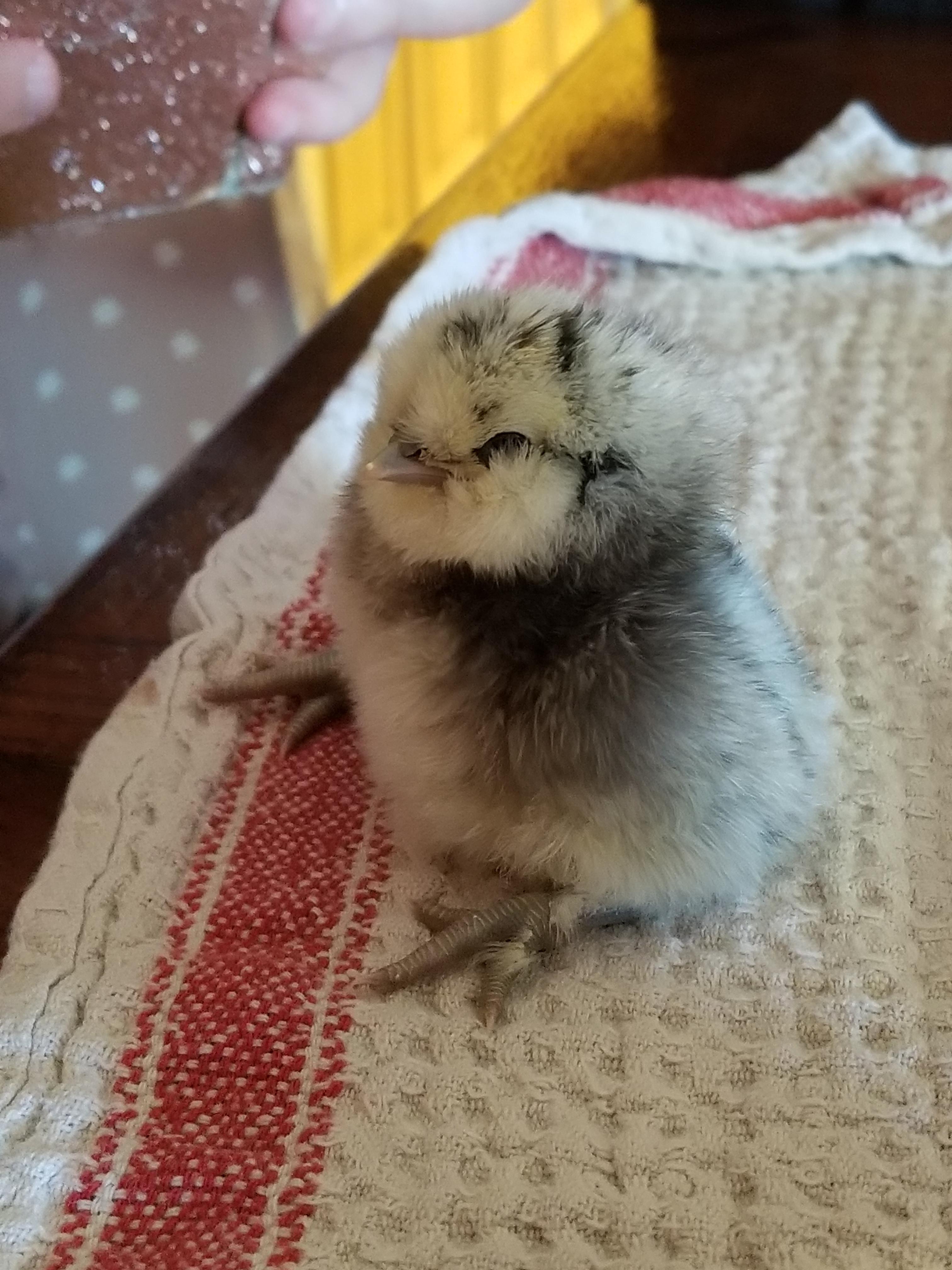 Cute Fat Chicken
