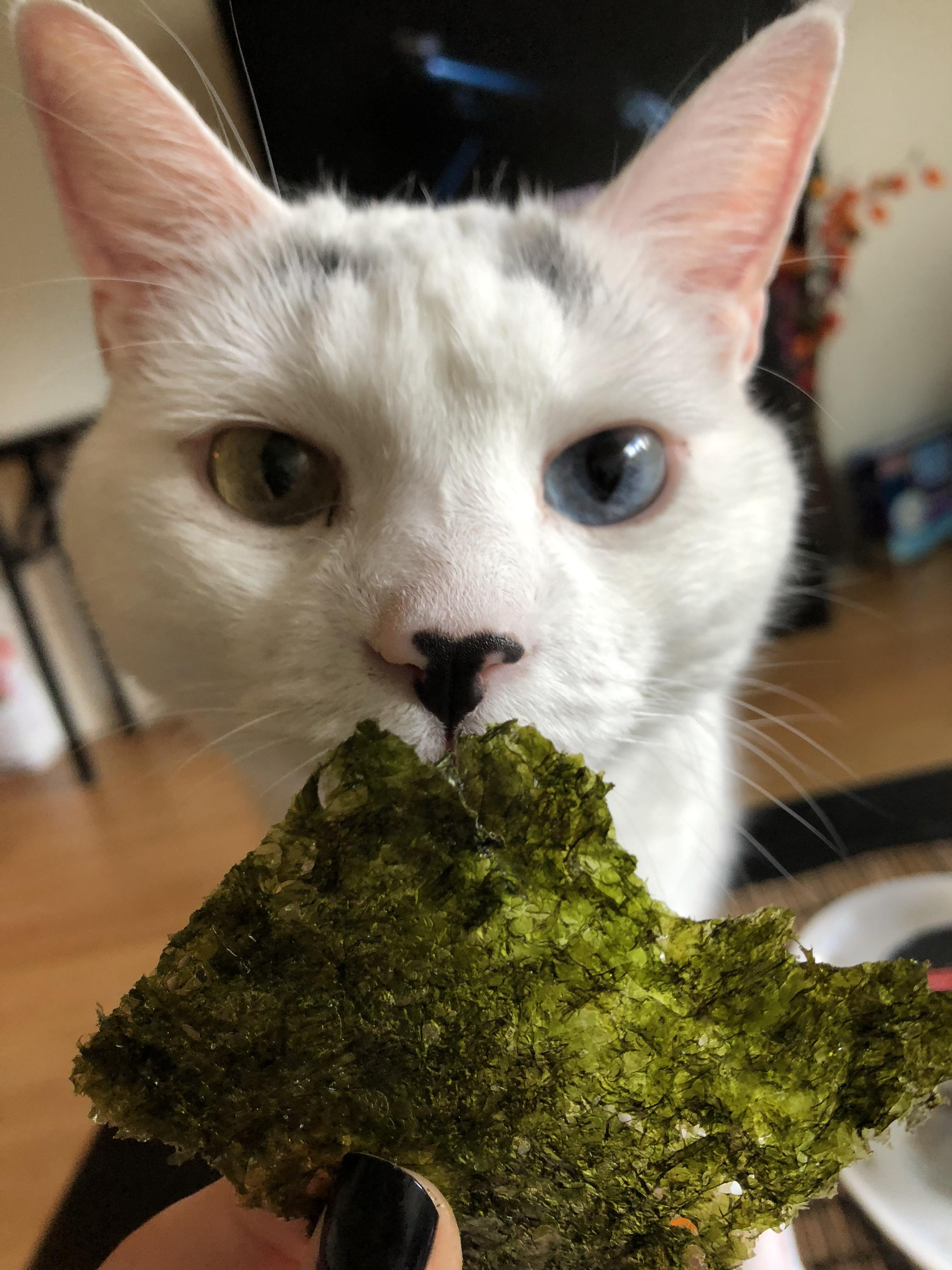 She loves nori r/cats