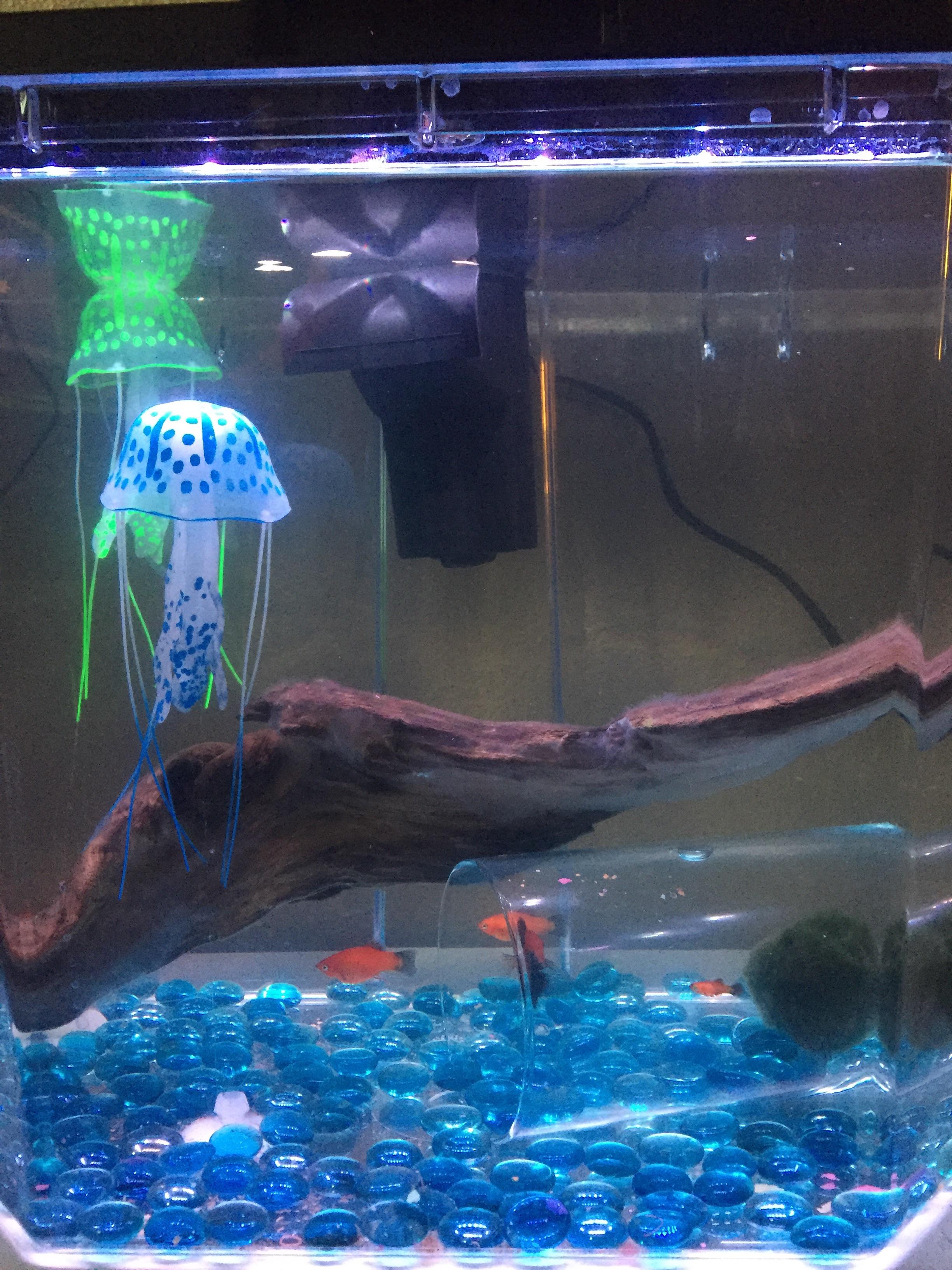 What is this white stuff on my driftwood and is it bad for my fish? r