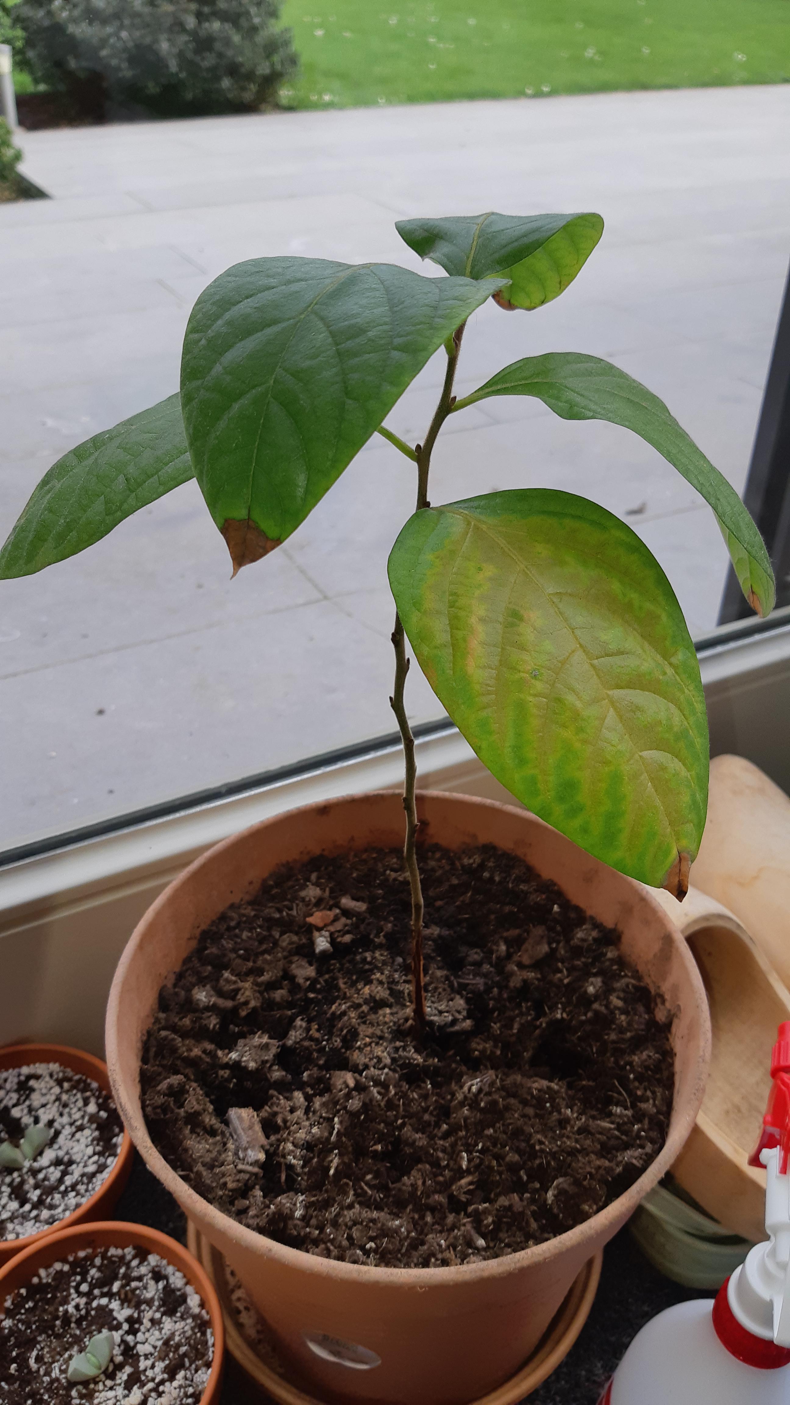 My 1 year old Persimmon tree has been losing leaves over winter and now